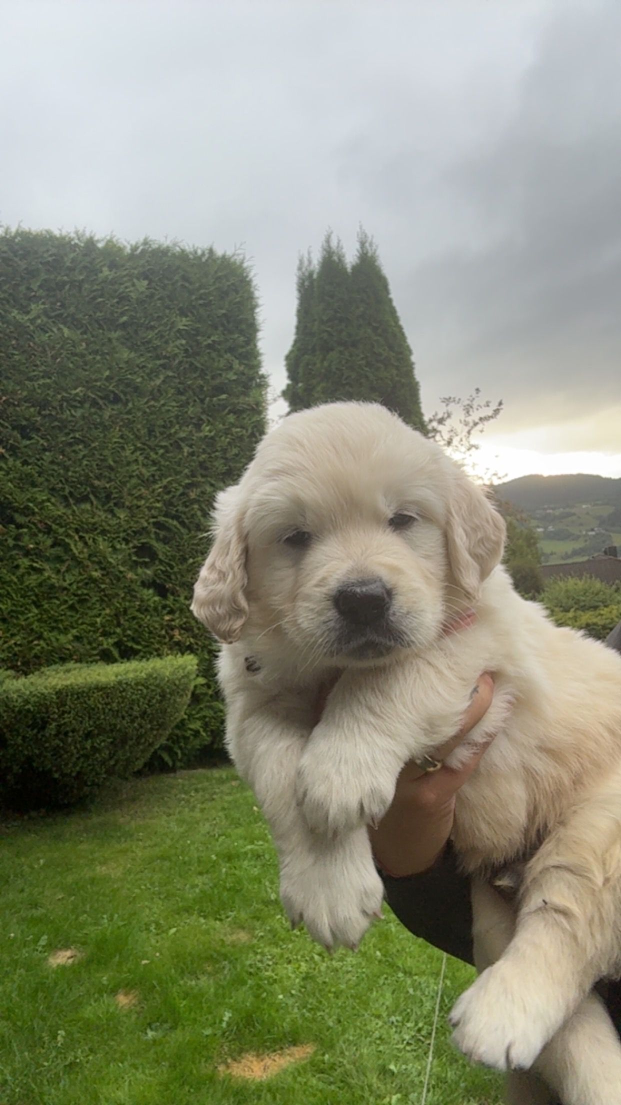 Golden retriever