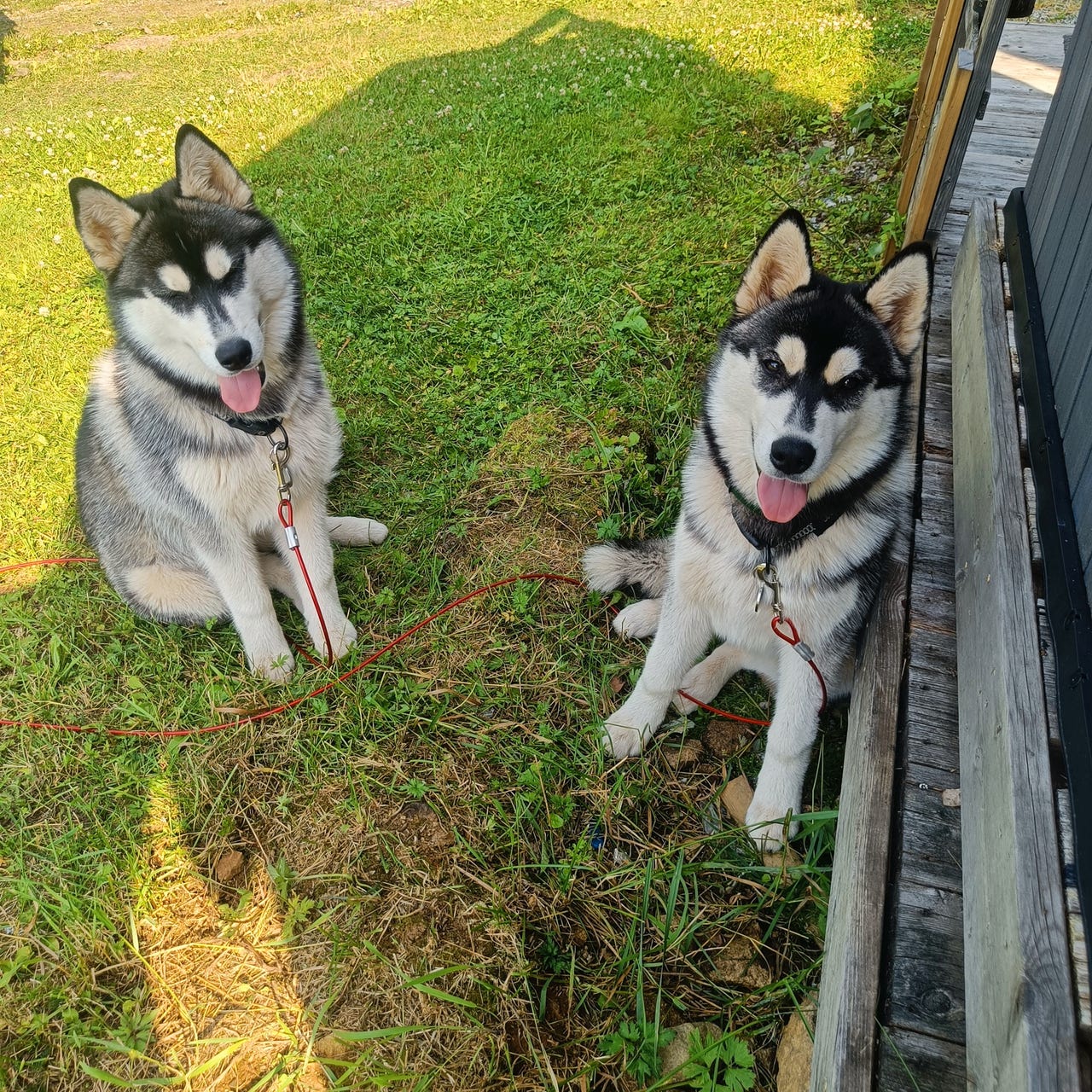 Siberian husky