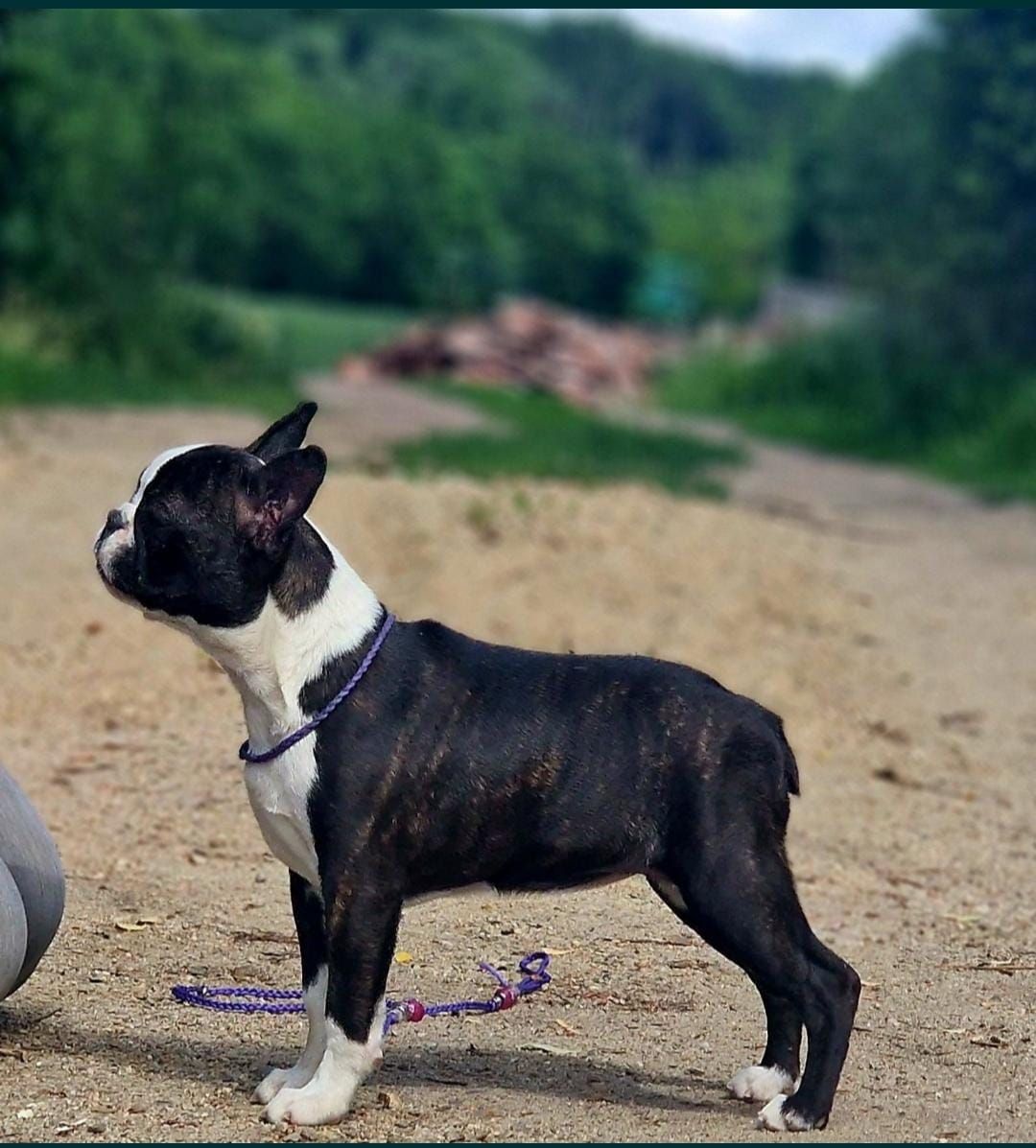 Boston terrier