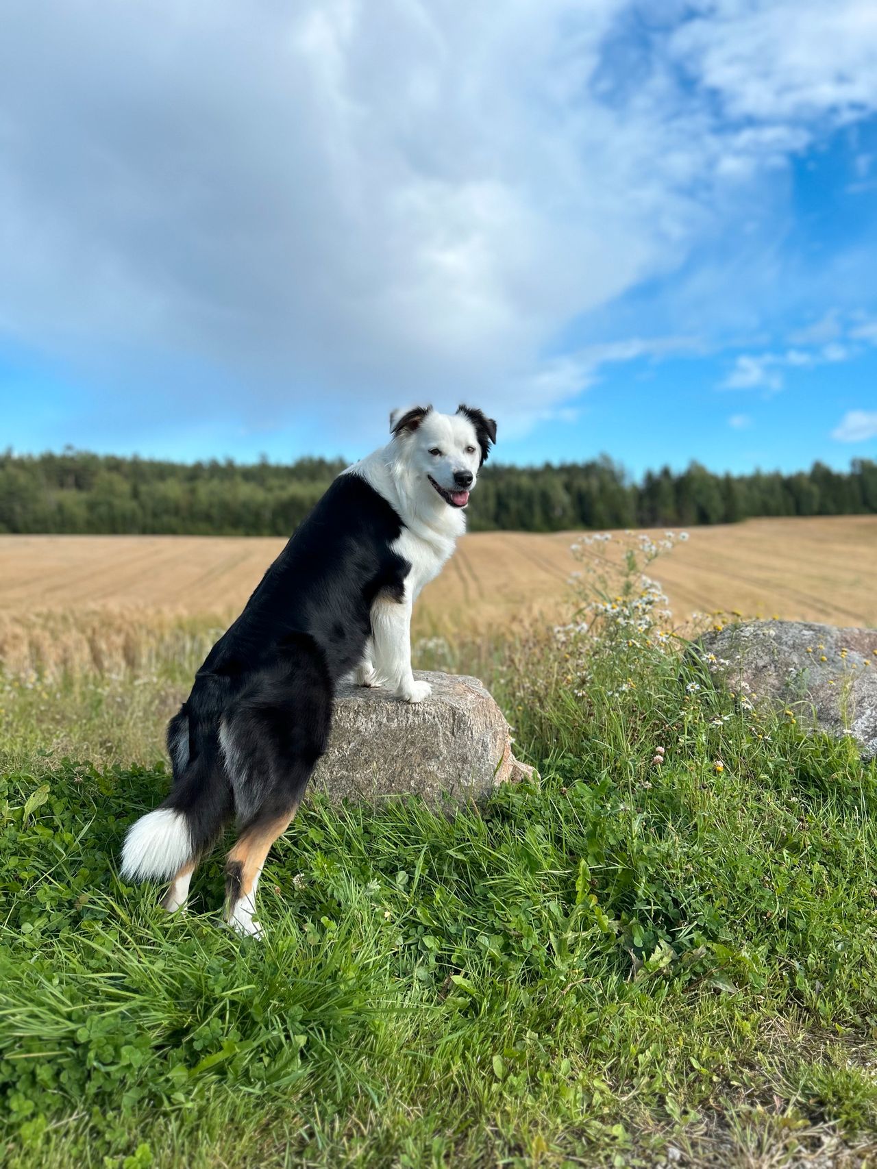 Australian shepherd