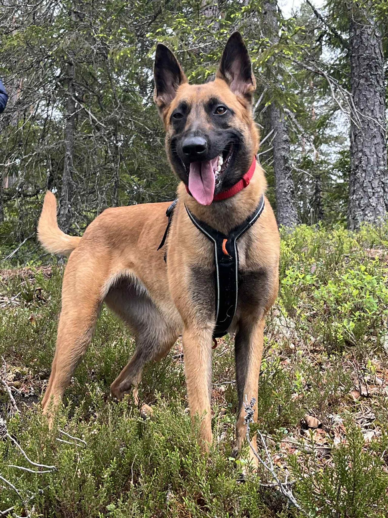 Belgisk fårehund, malinois