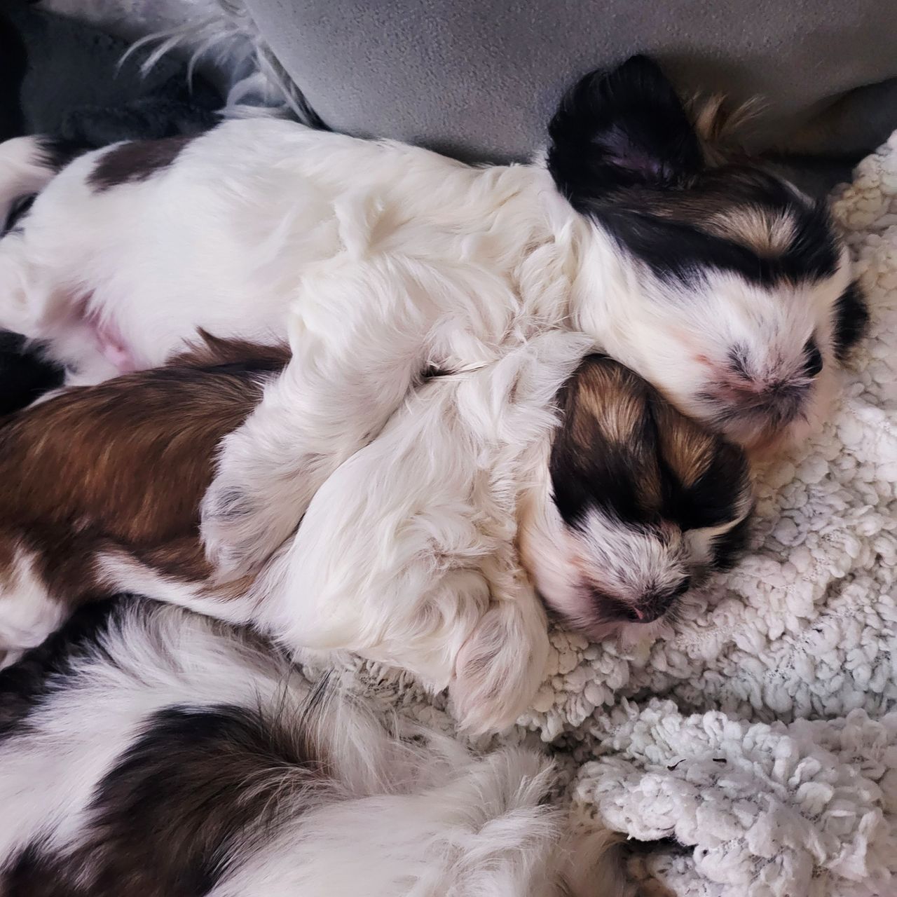 Shih tzu
