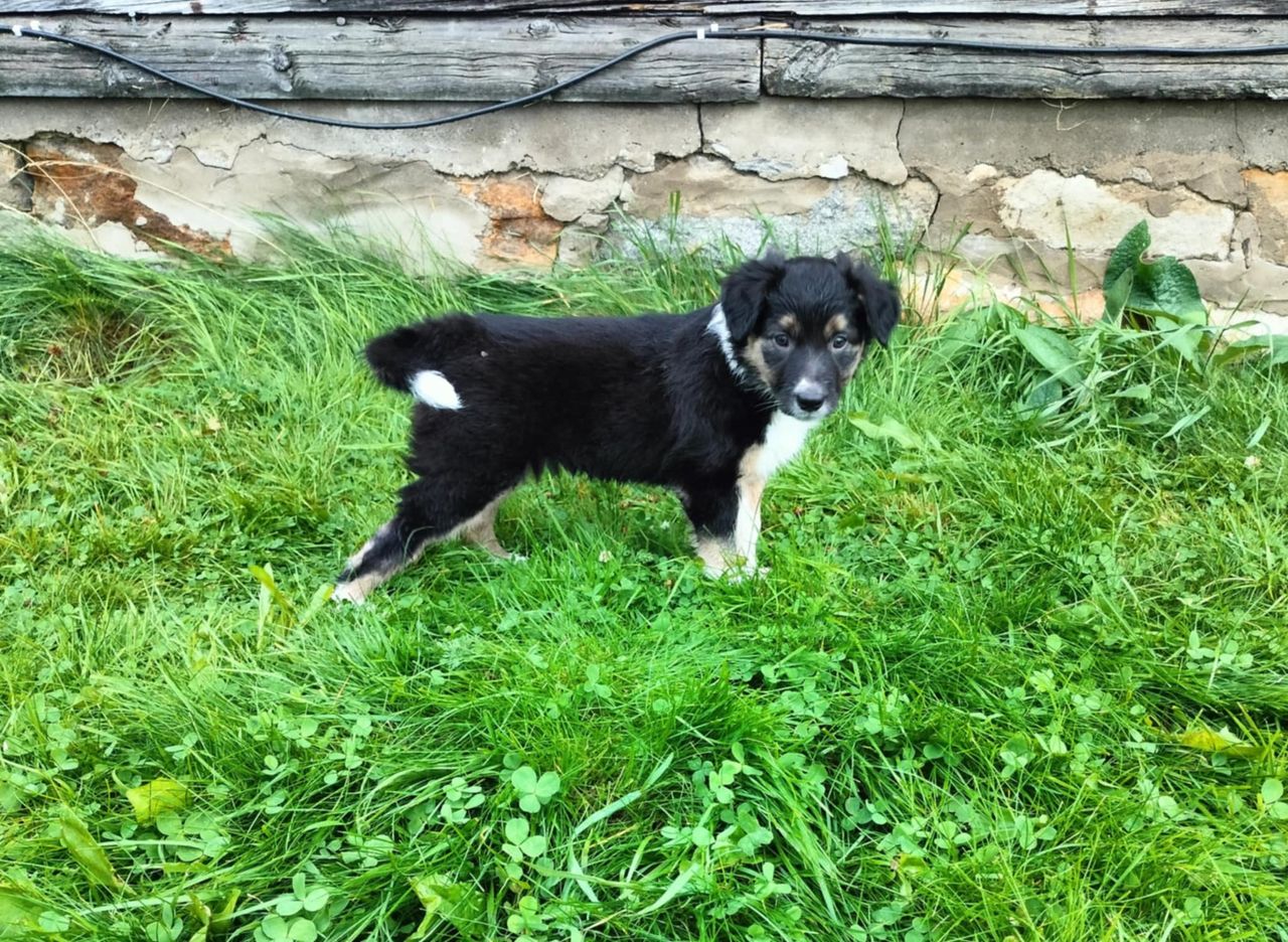 Border collie