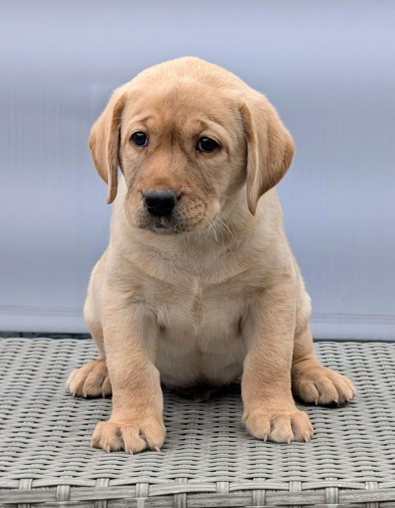 Labrador retriever