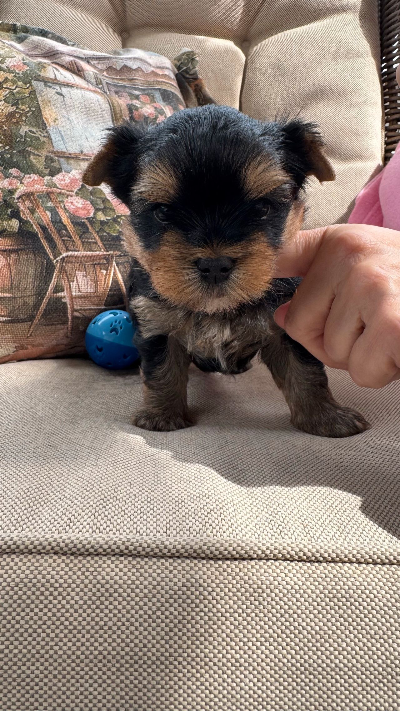 Yorkshire terrier