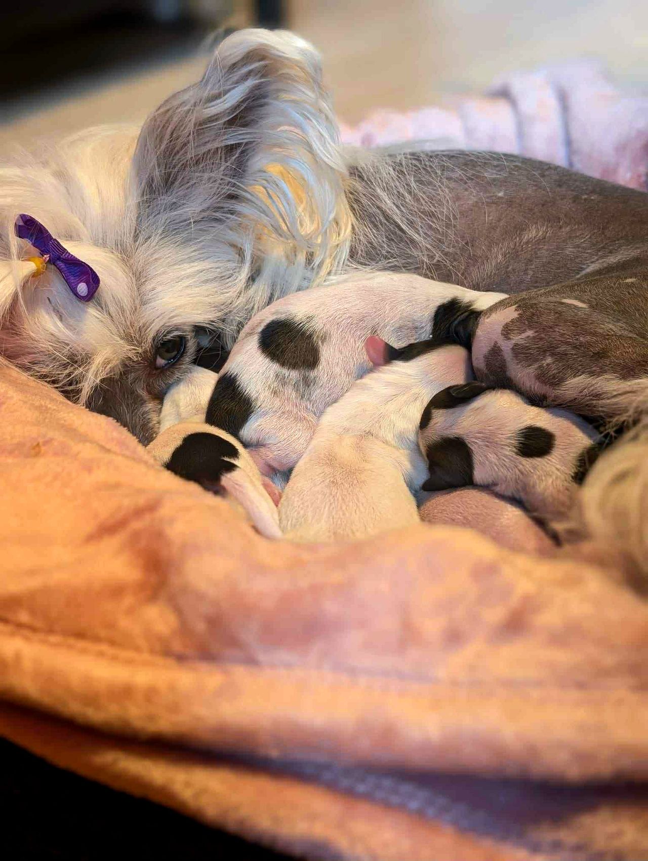 Chinese crested powderpuff