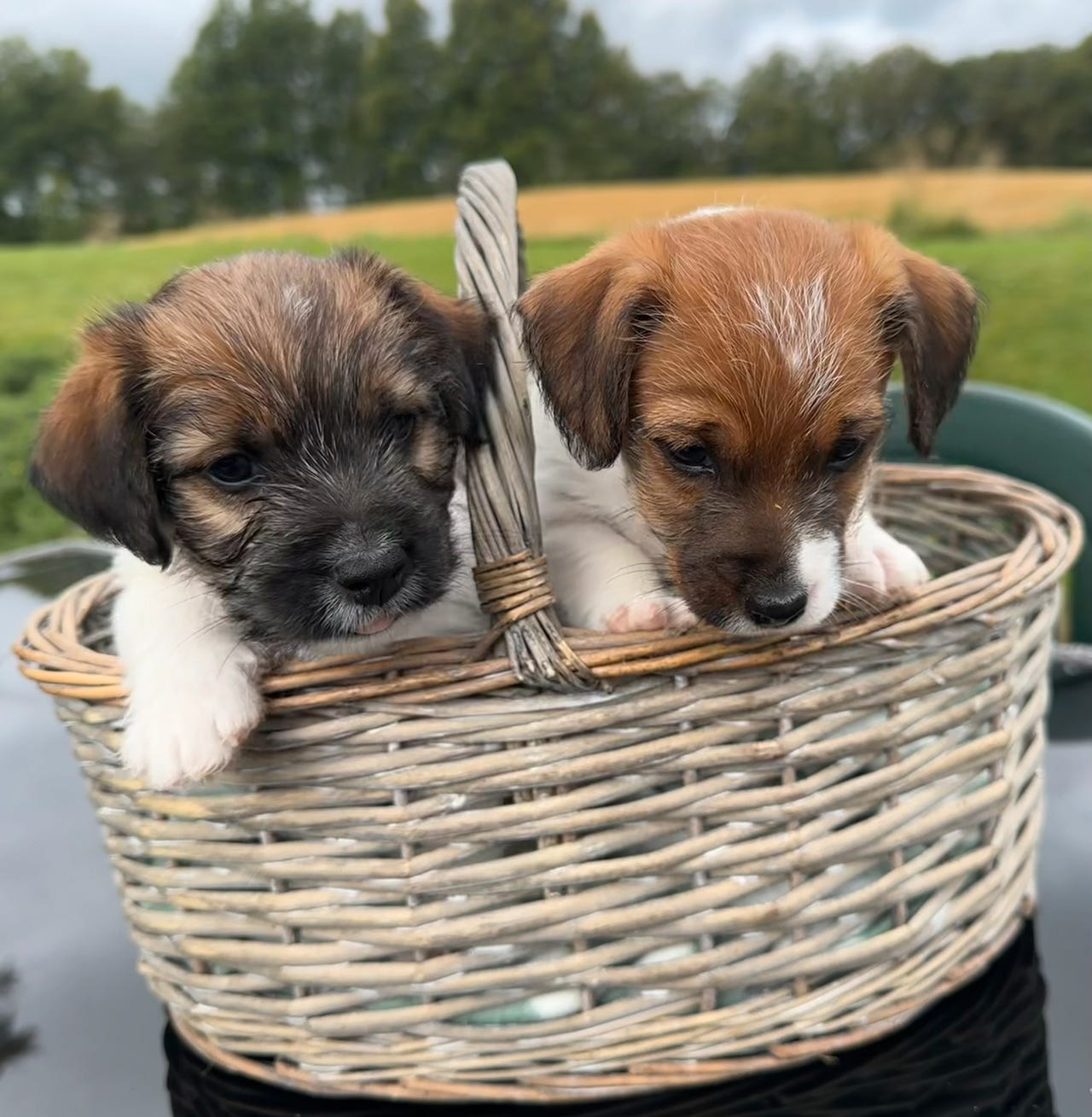 Jack russell terrier