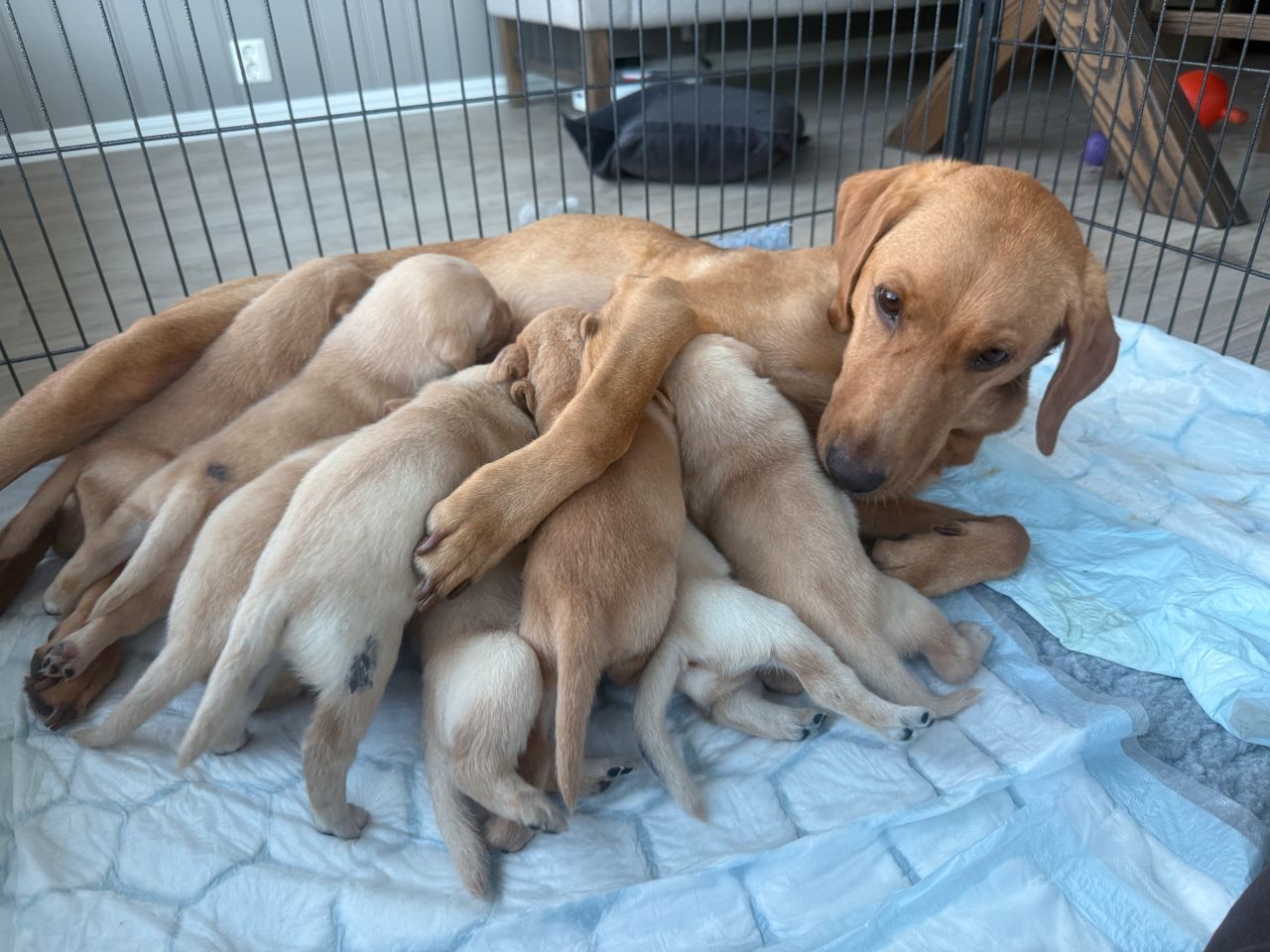 Labrador retriever