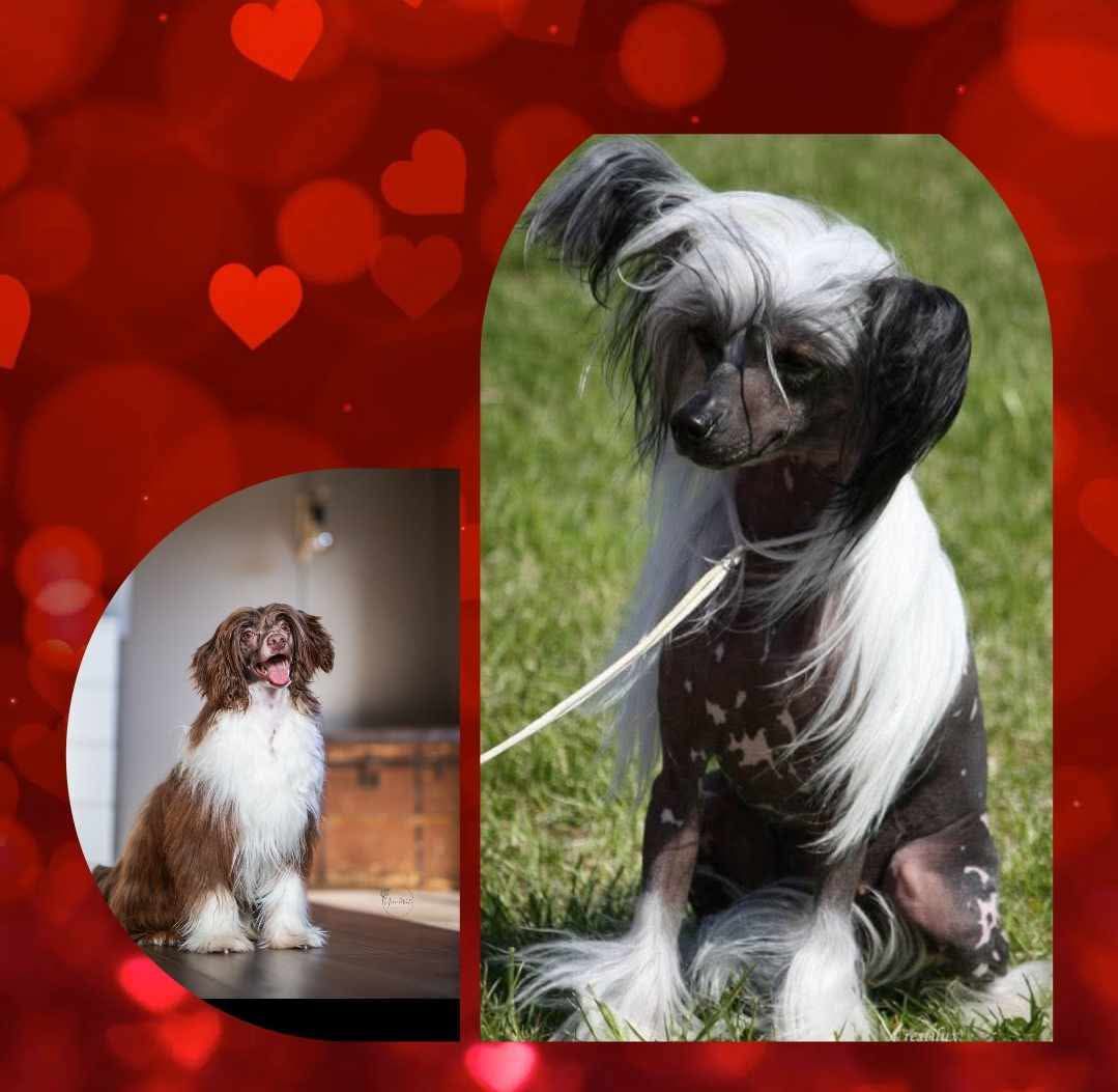 Chinese crested
