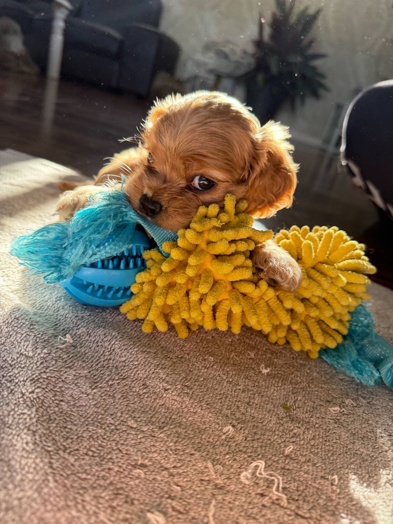 Amerikansk cocker spaniel