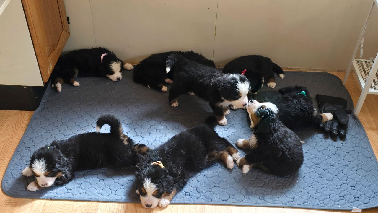 Berner sennenhund