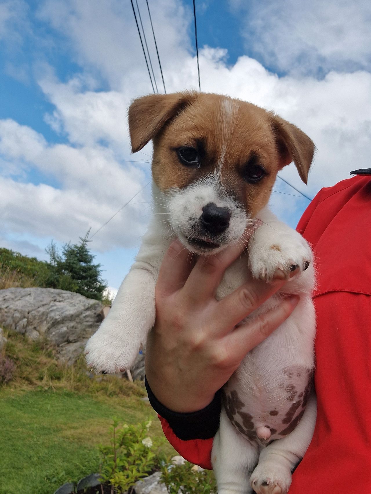 Jack russell terrier
