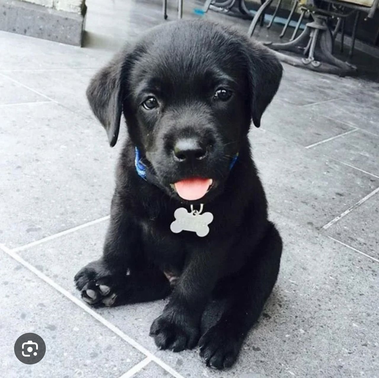 Labrador retriever
