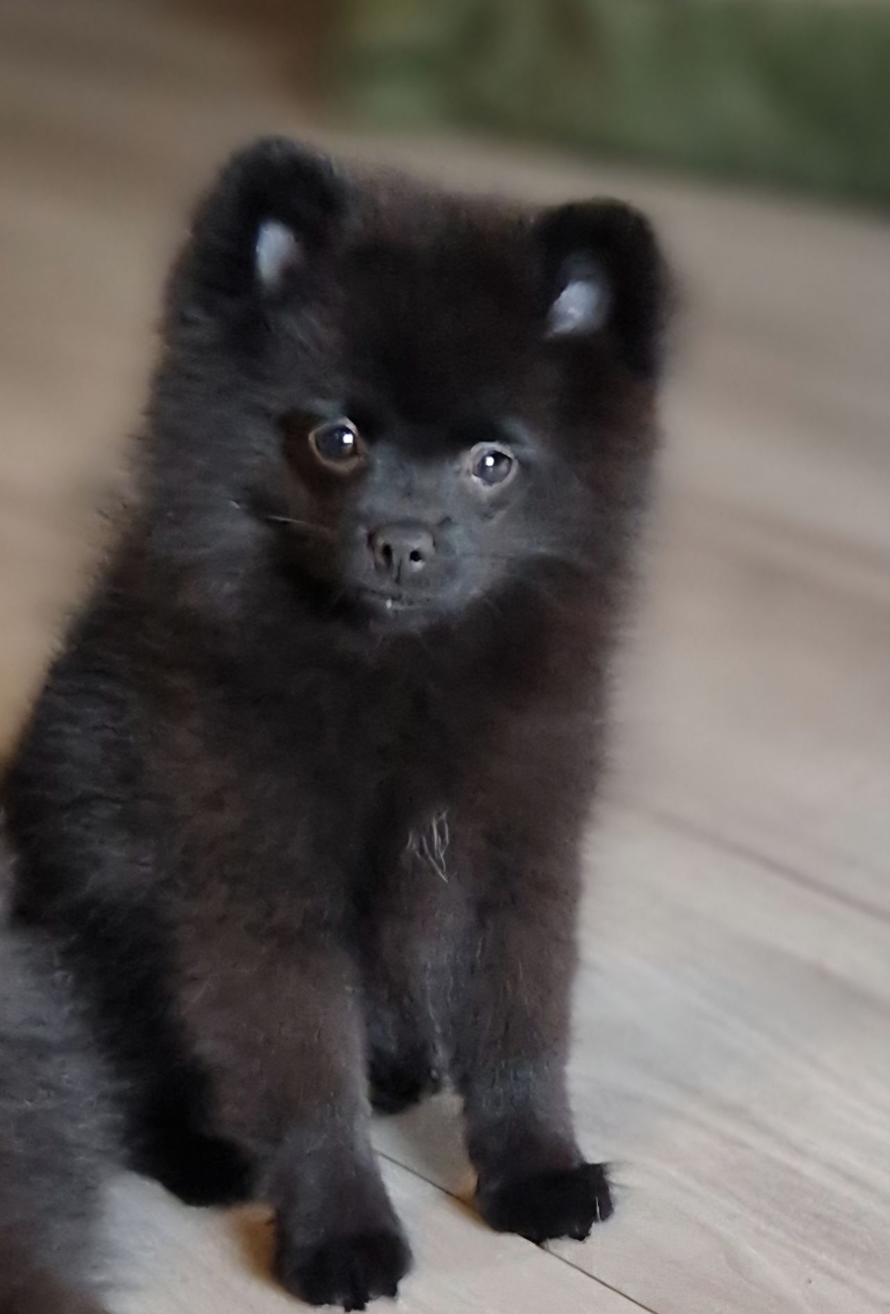 Pomeranian