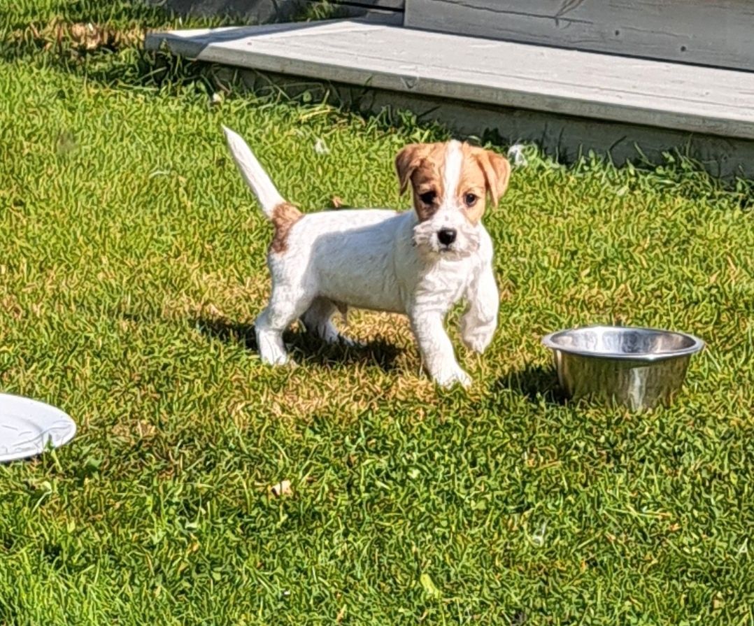 Jack russell terrier