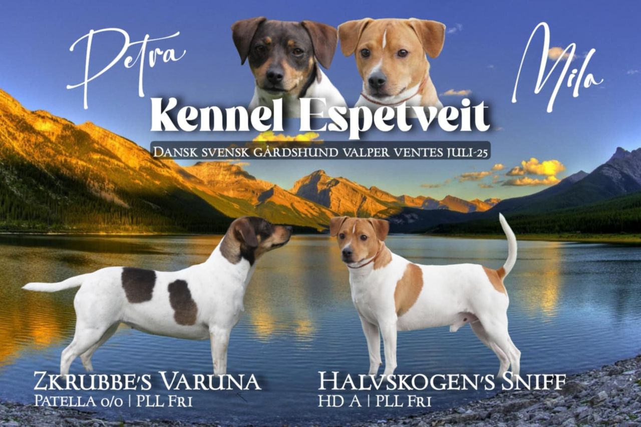 Dansk-svensk gårdshund