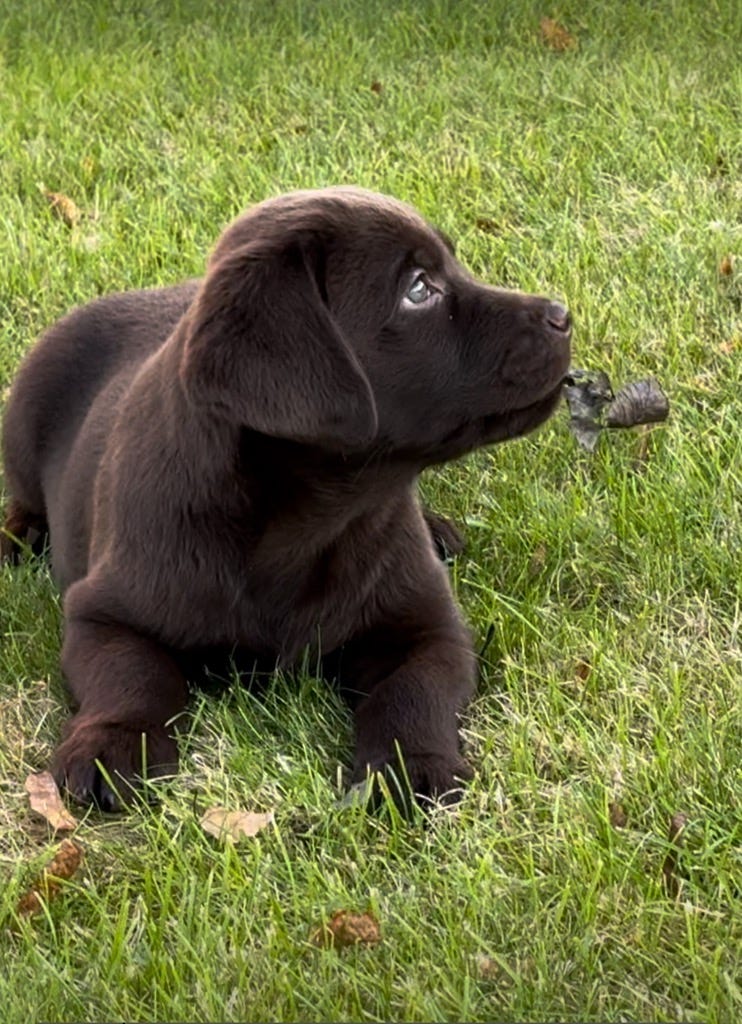 Labrador retriever