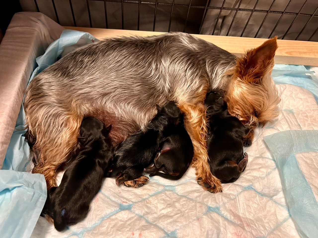 Yorkshire terrier