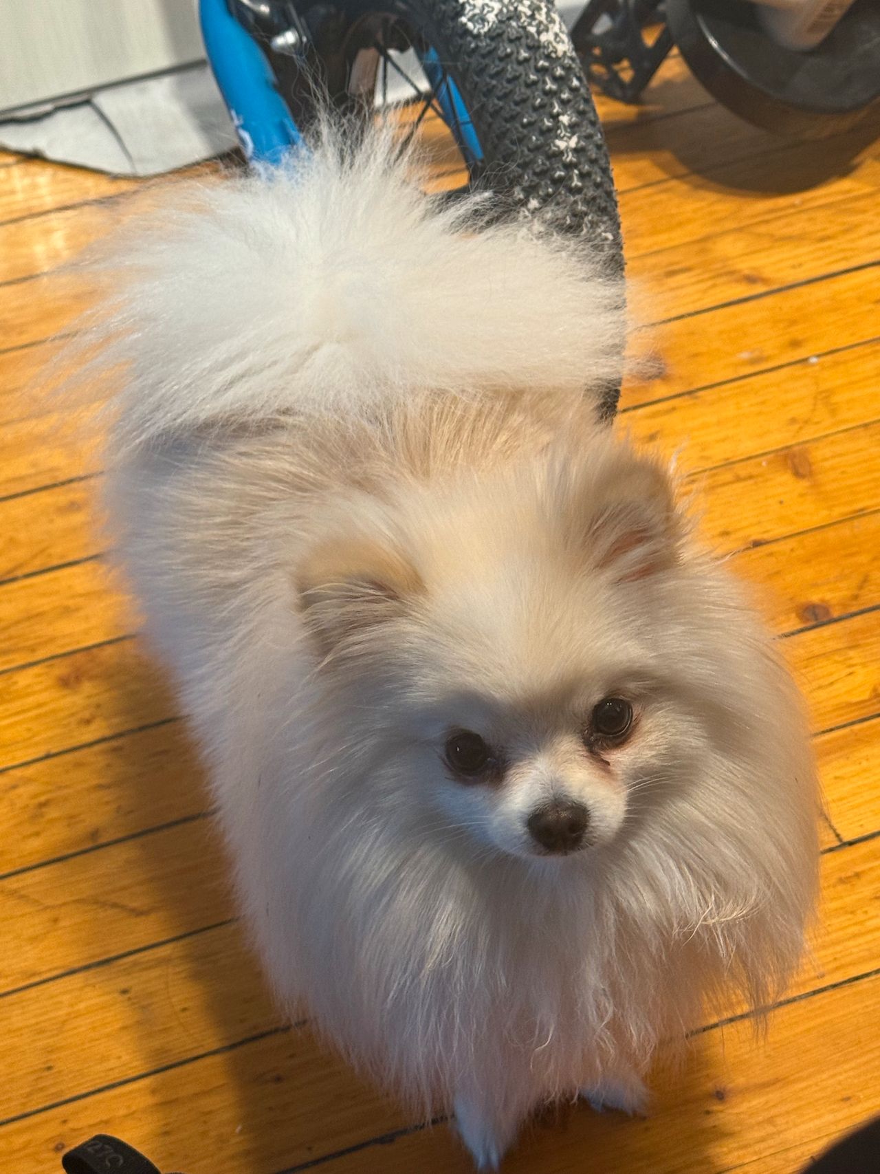 Pomeranian