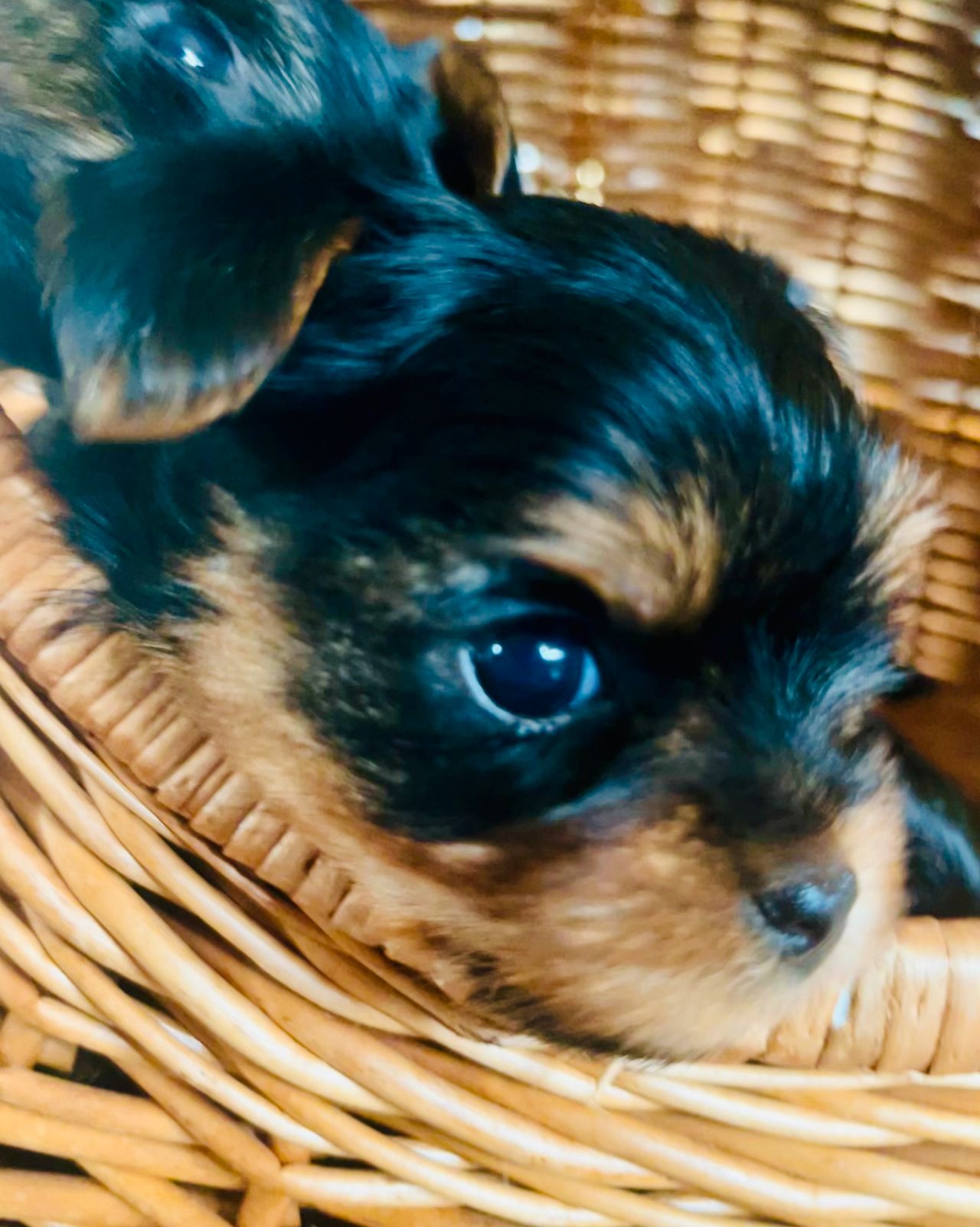 Yorkshire terrier