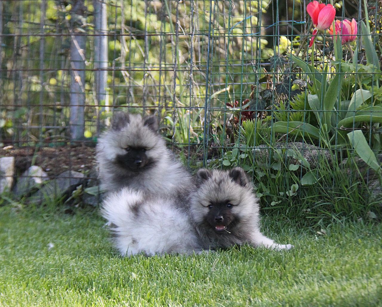 Keeshond