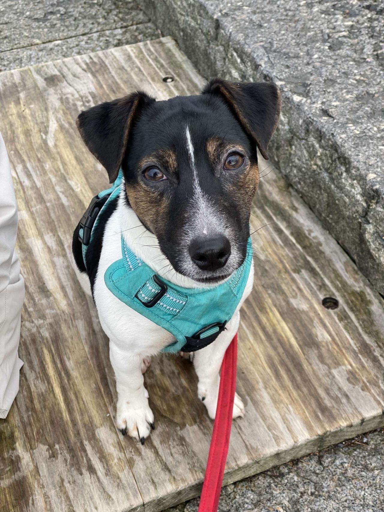 Jack russell terrier