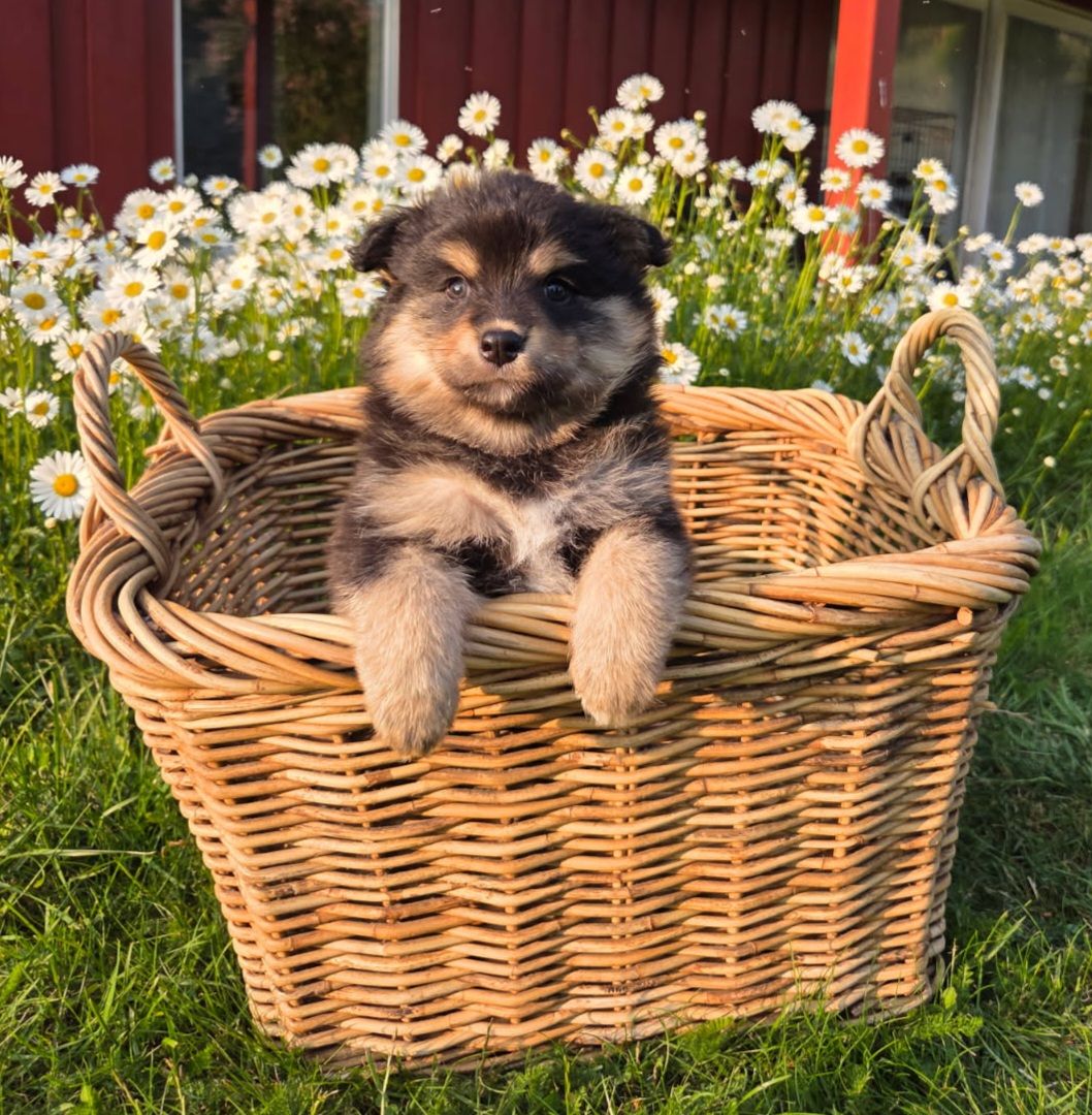 Finsk lapphund