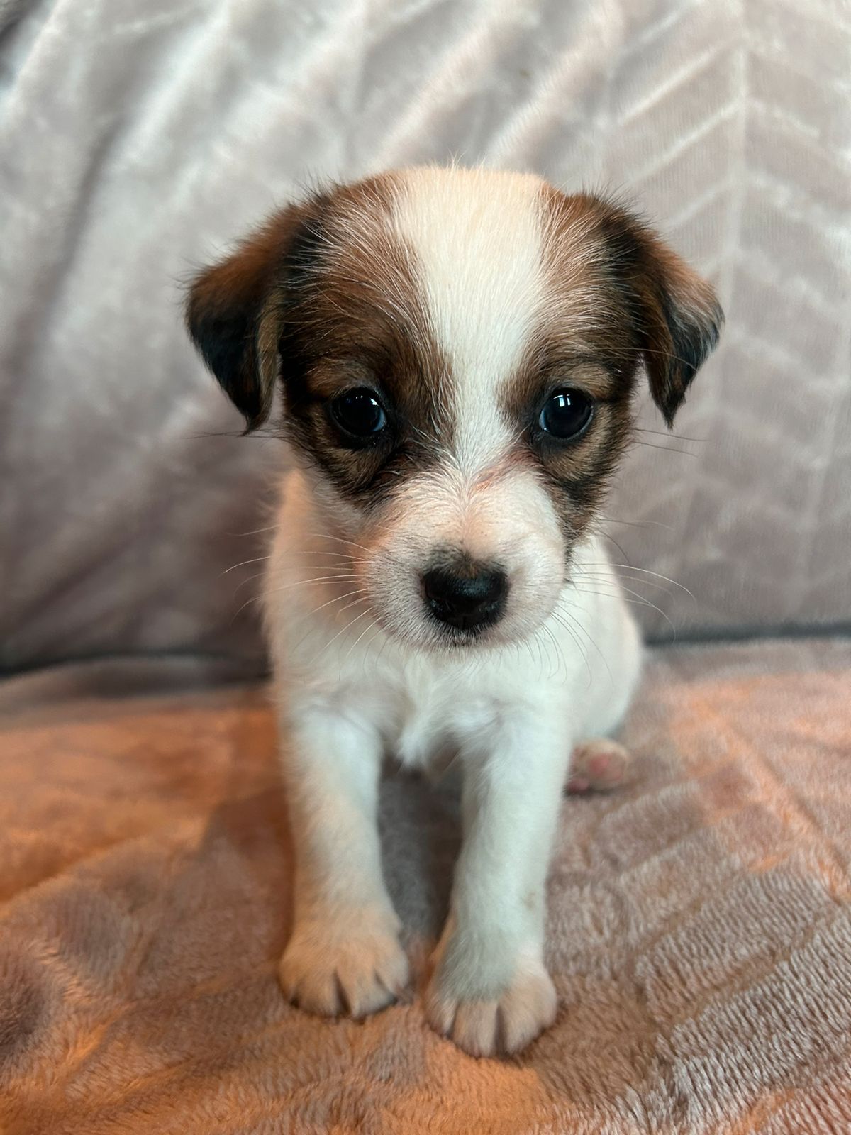 Jack russell terrier