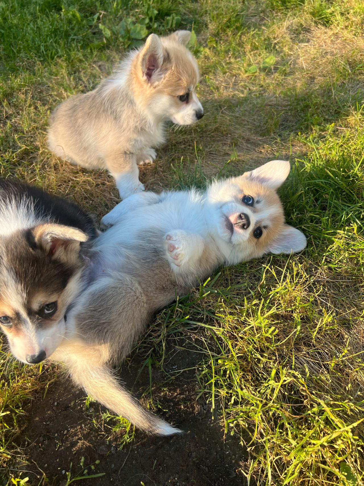 Welsh corgi pembroke