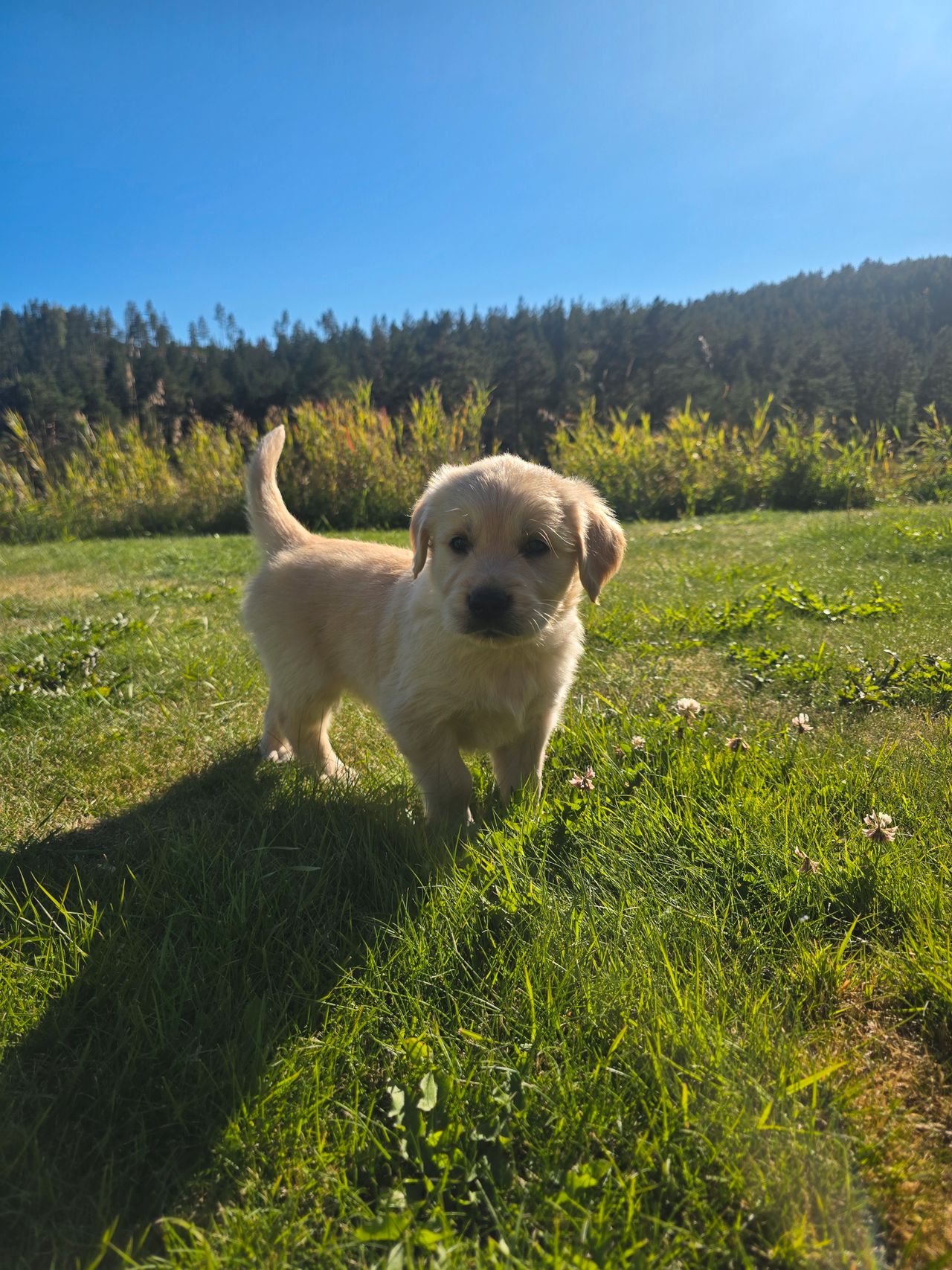 Golden retriever