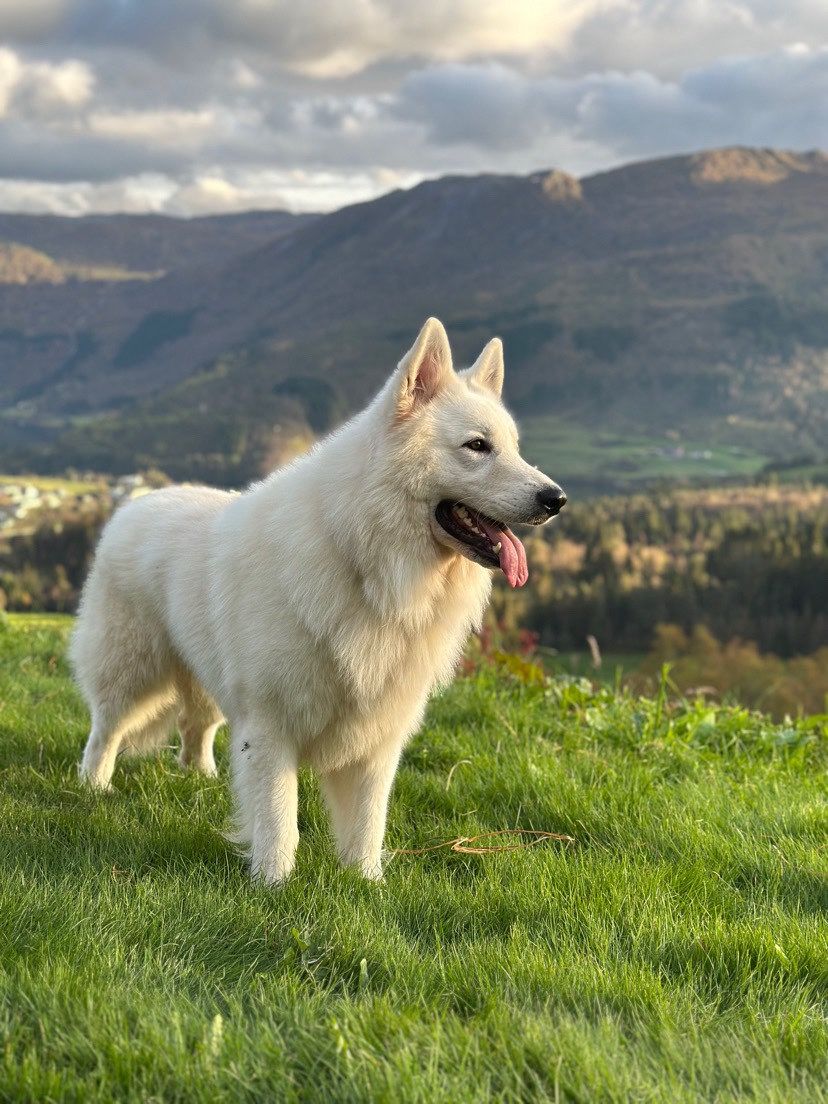 Hvit gjeterhund