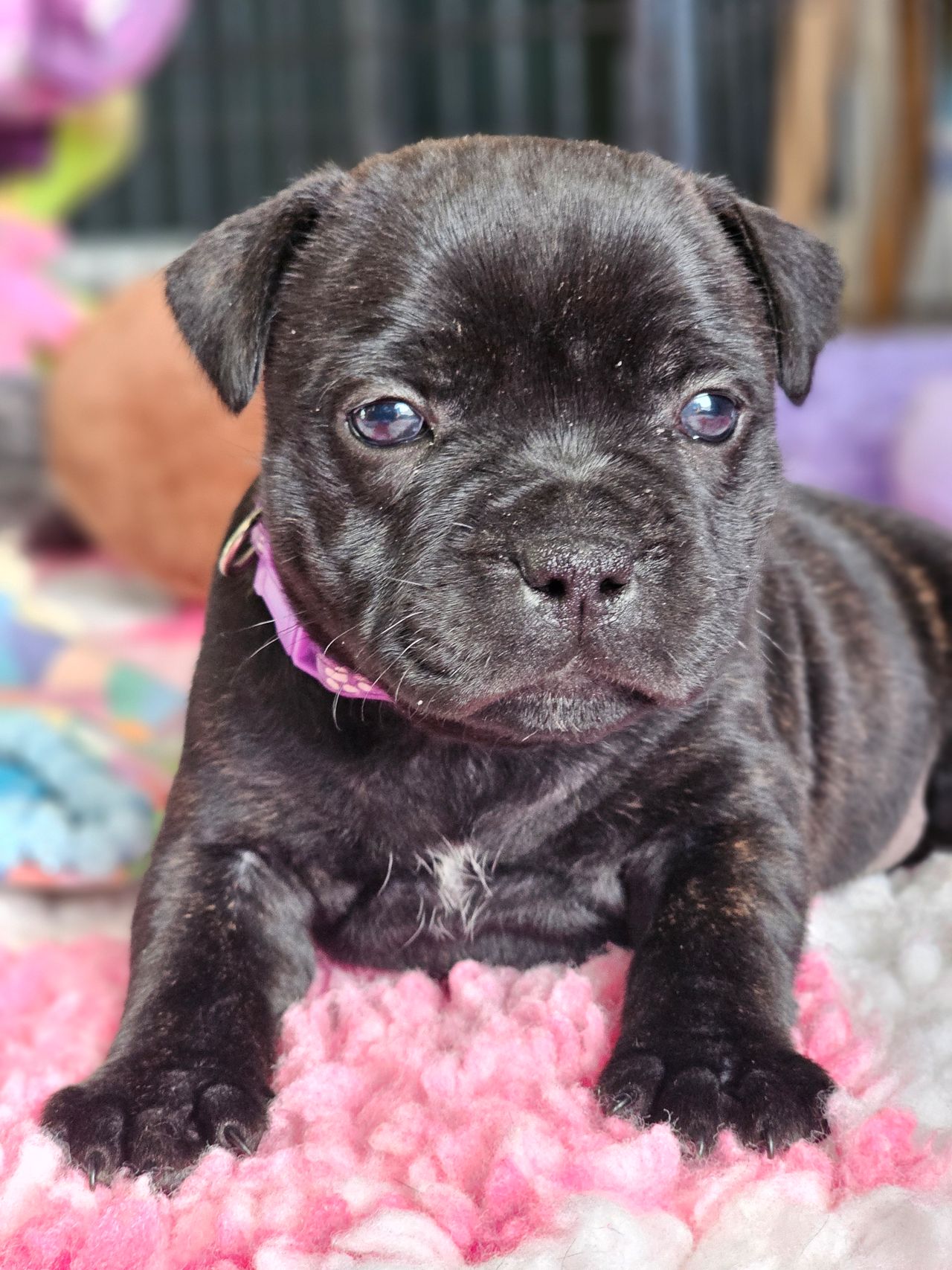 Staffordshire bull terrier
