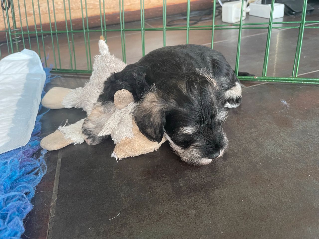 Dvergschnauzer salt/pepper