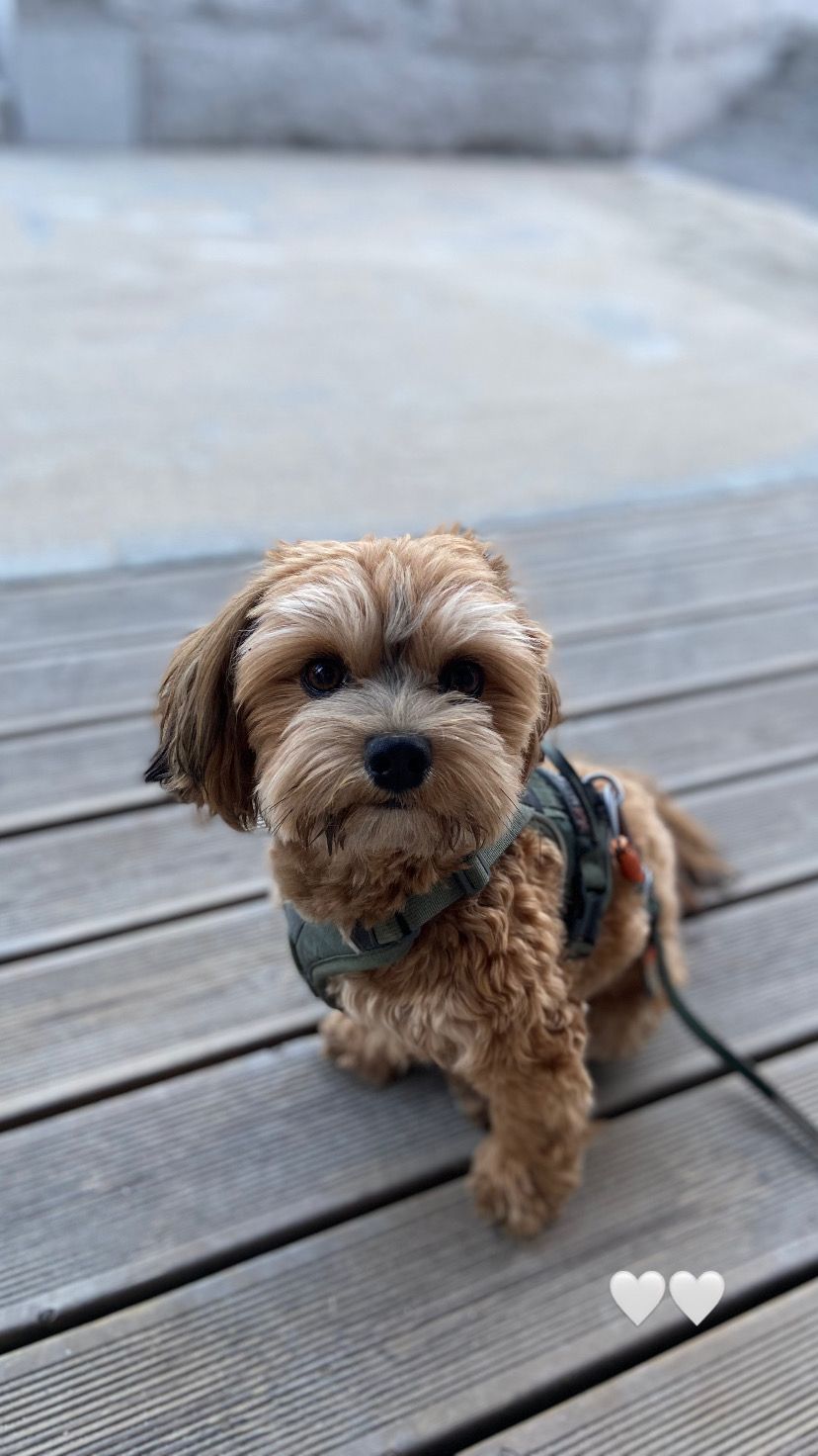 Bichon havanais