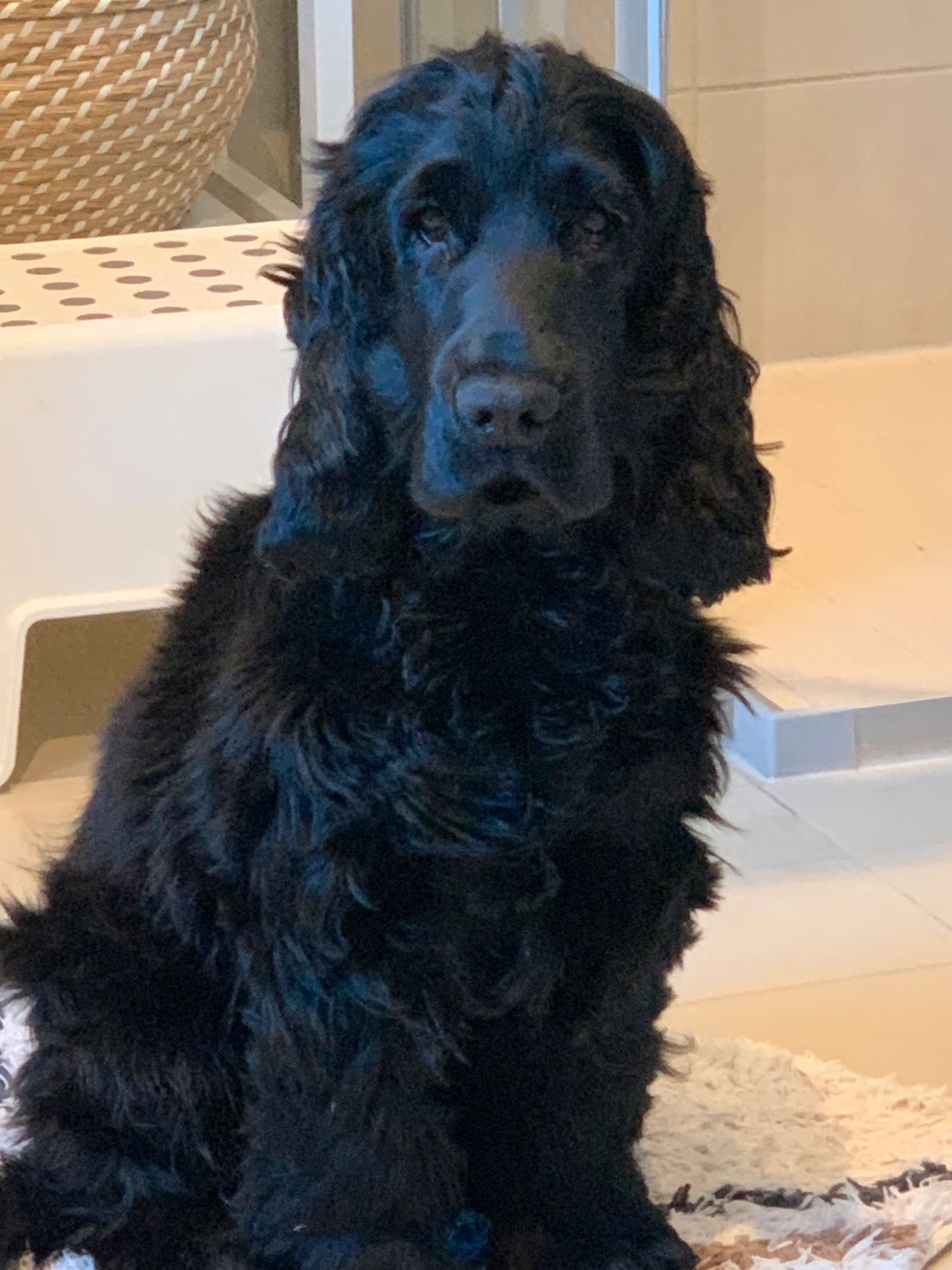 Cocker spaniel