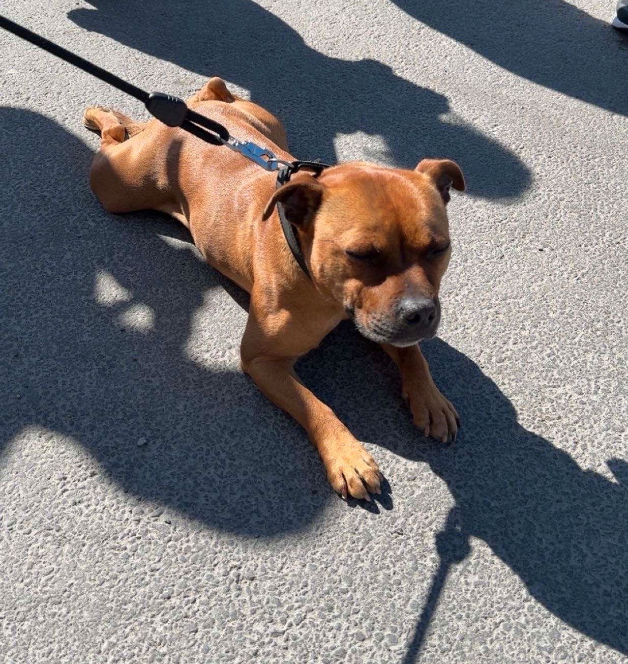 Staffordshire bull terrier