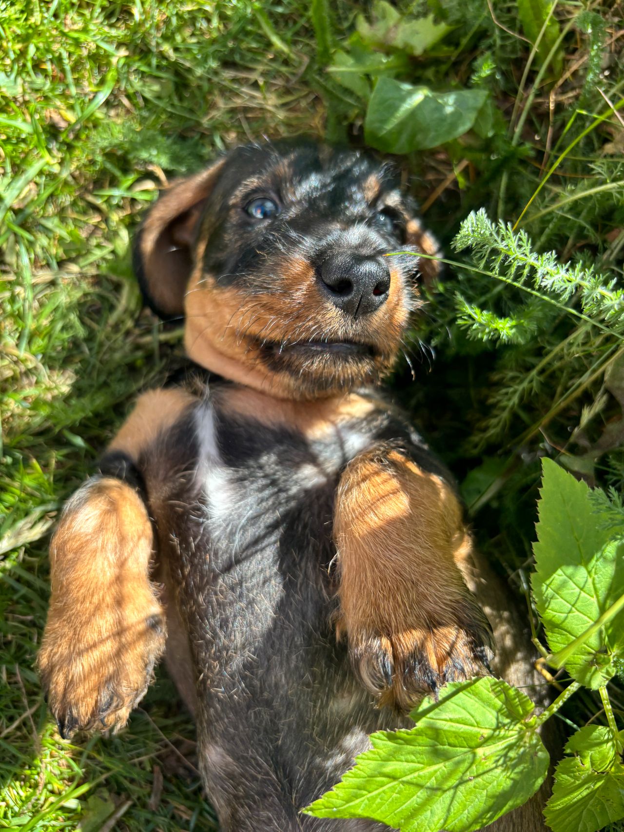 Dachshund strihåret