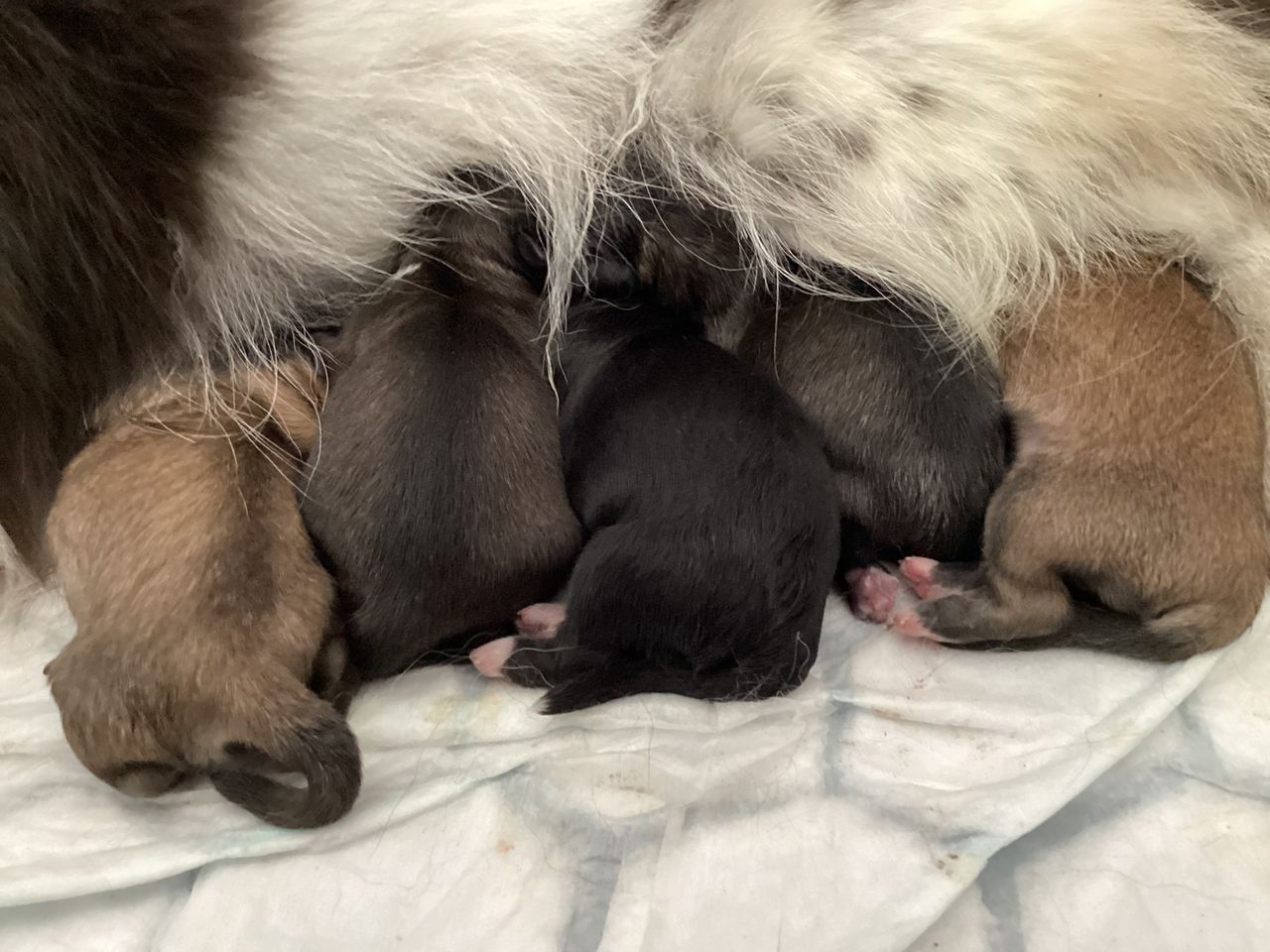 Tibetansk spaniel