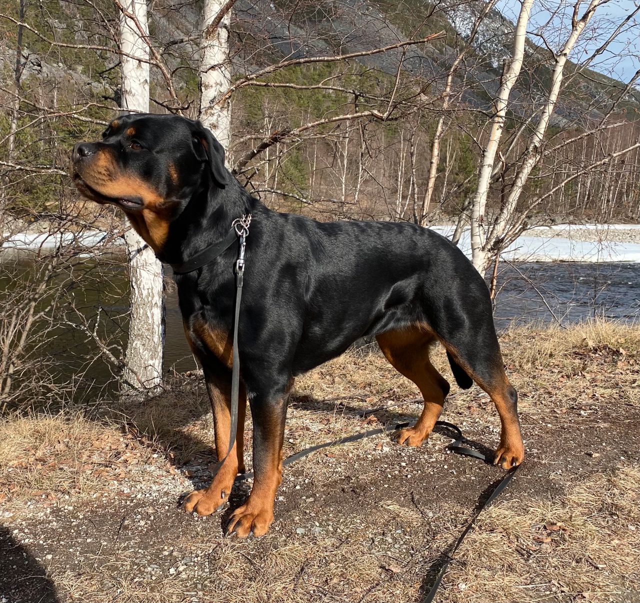 Rottweiler