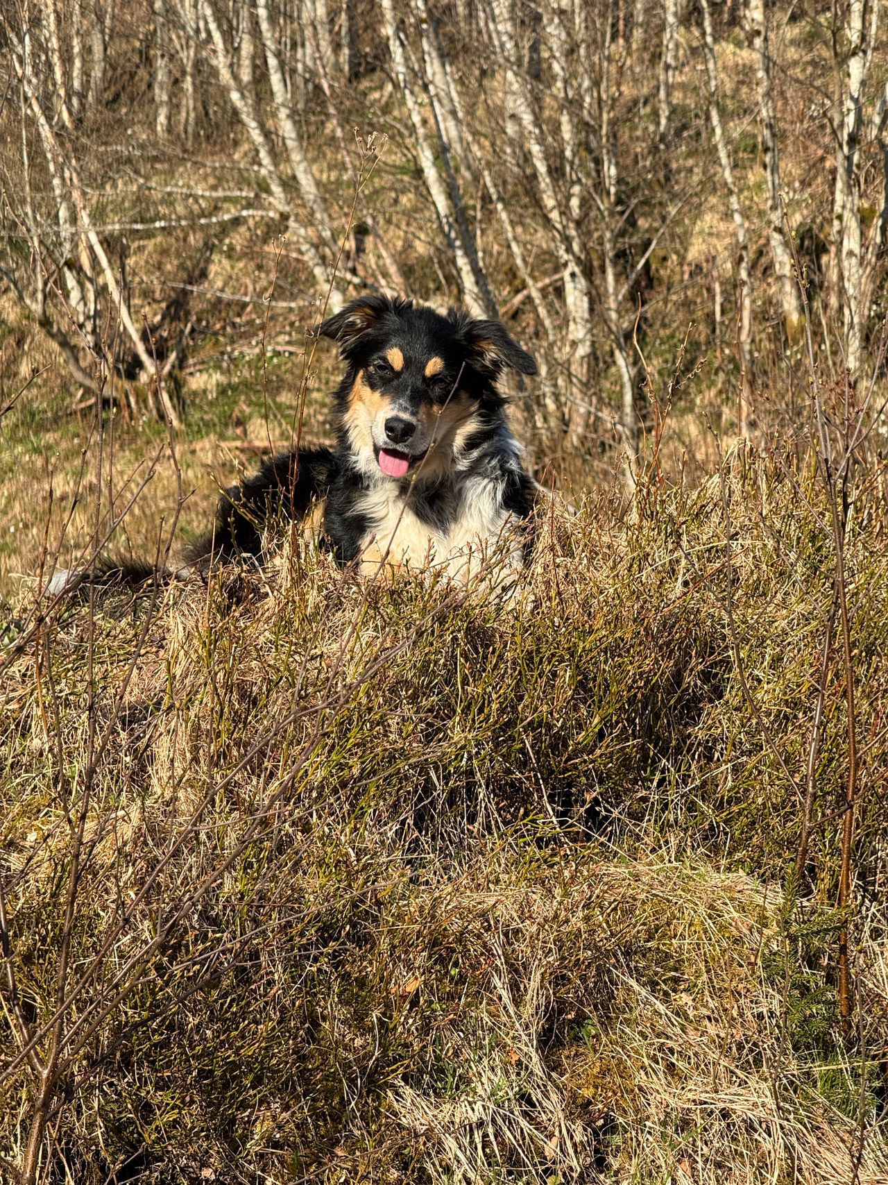 Border collie