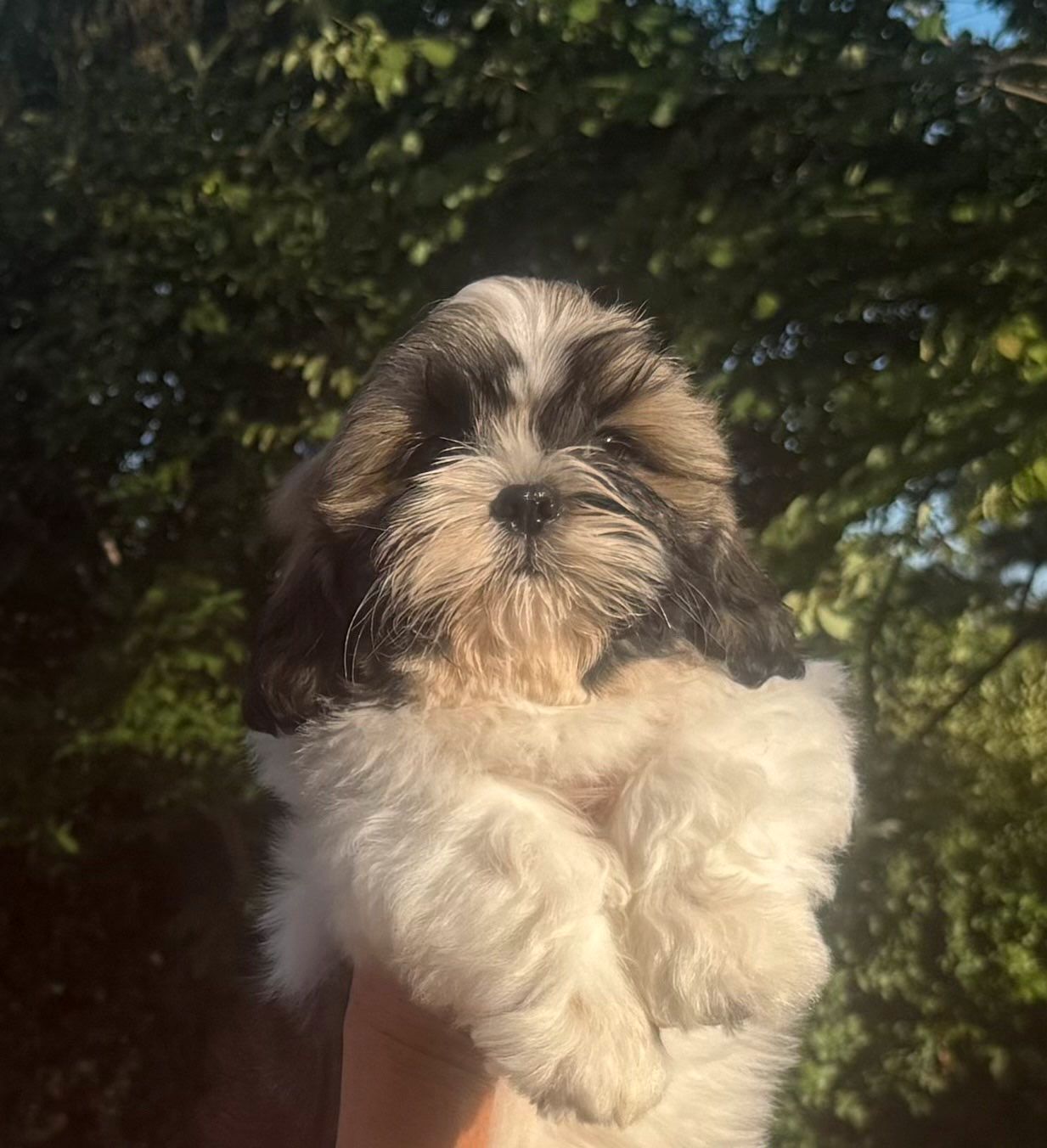 Shih tzu