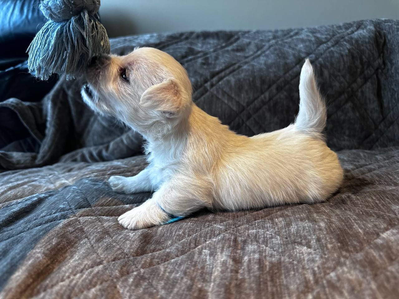 West highland white terrier