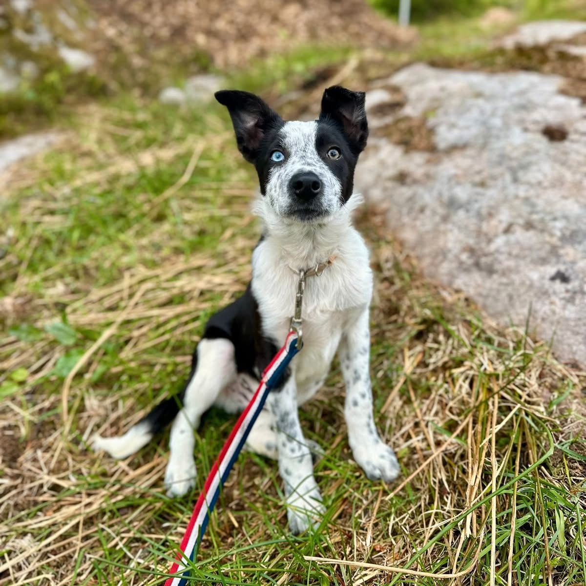 Border collie