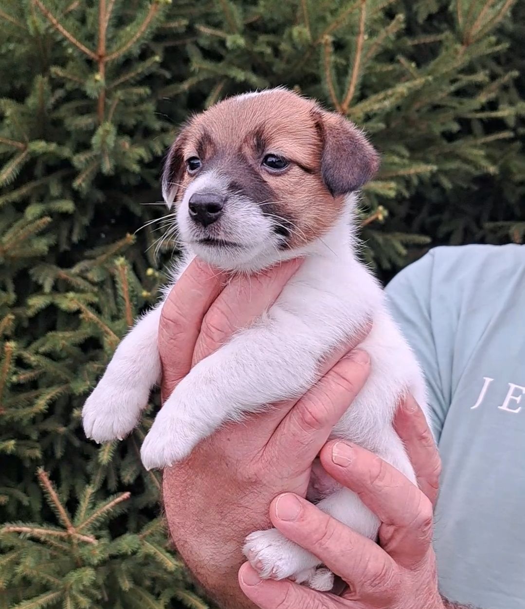 Jack russell terrier