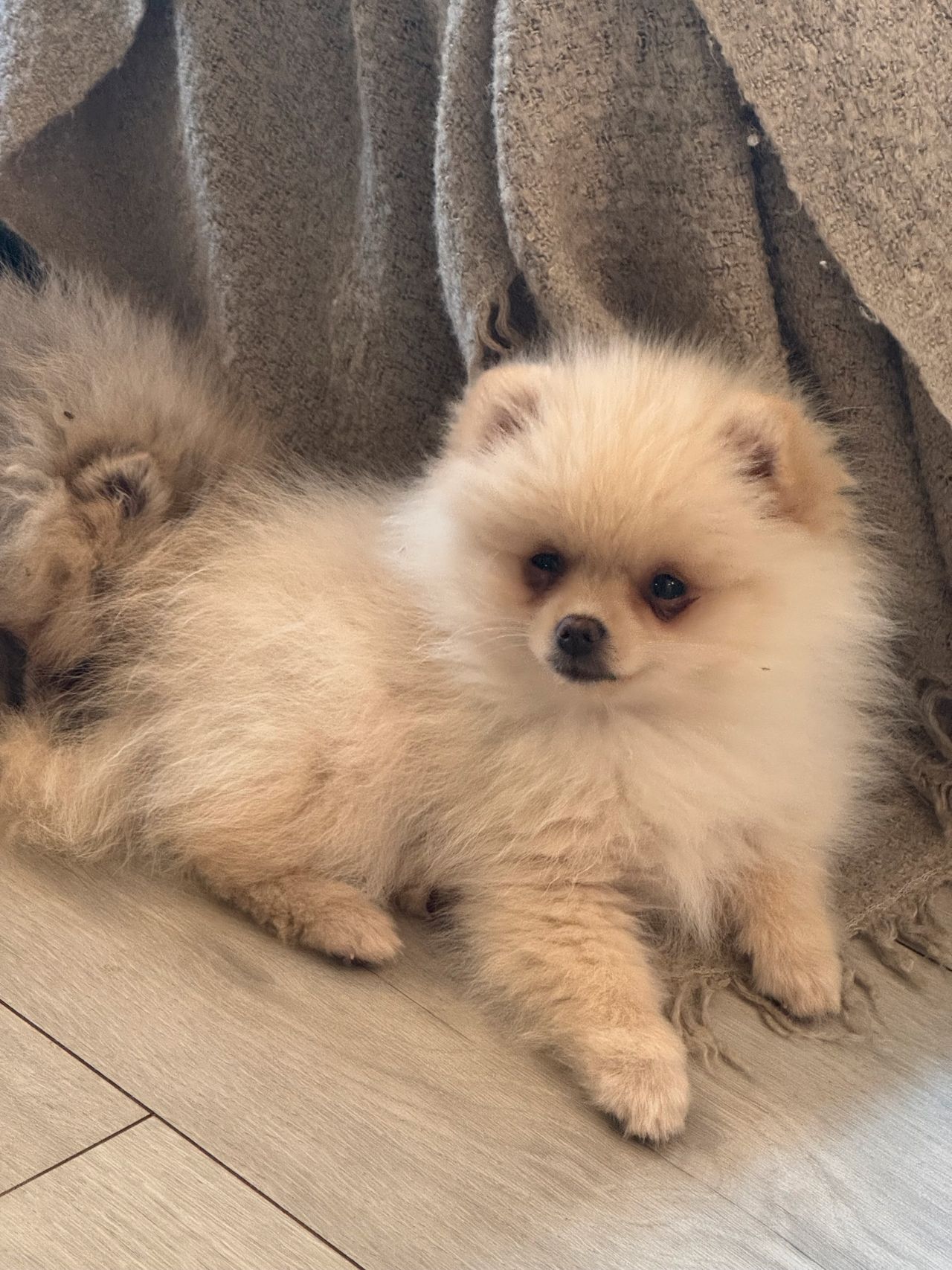 Pomeranian