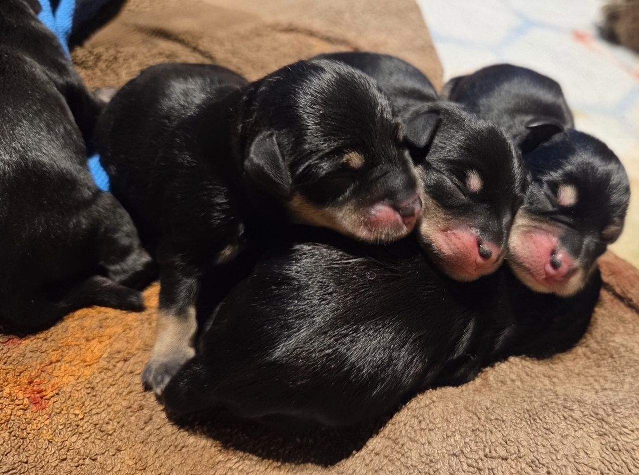Dvergschnauzer sort/silver