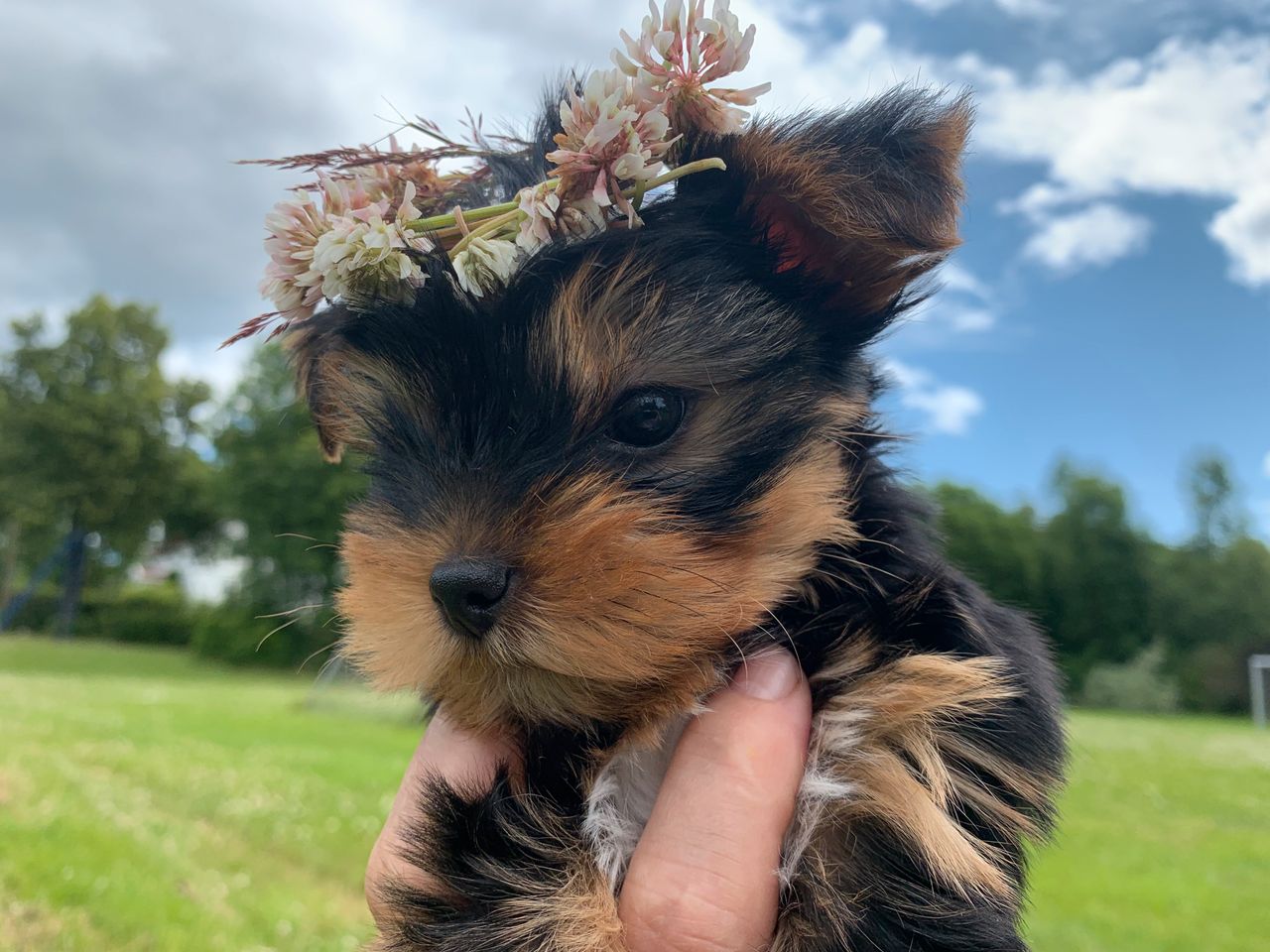 Yorkshire terrier