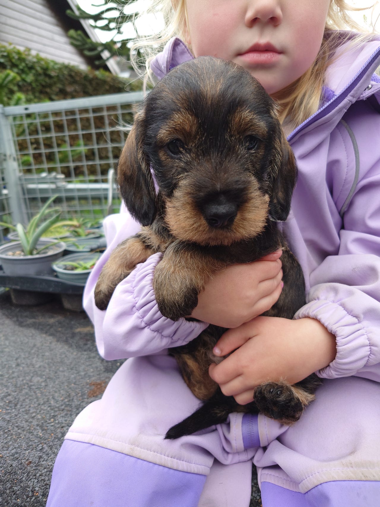 Dachshund strihåret