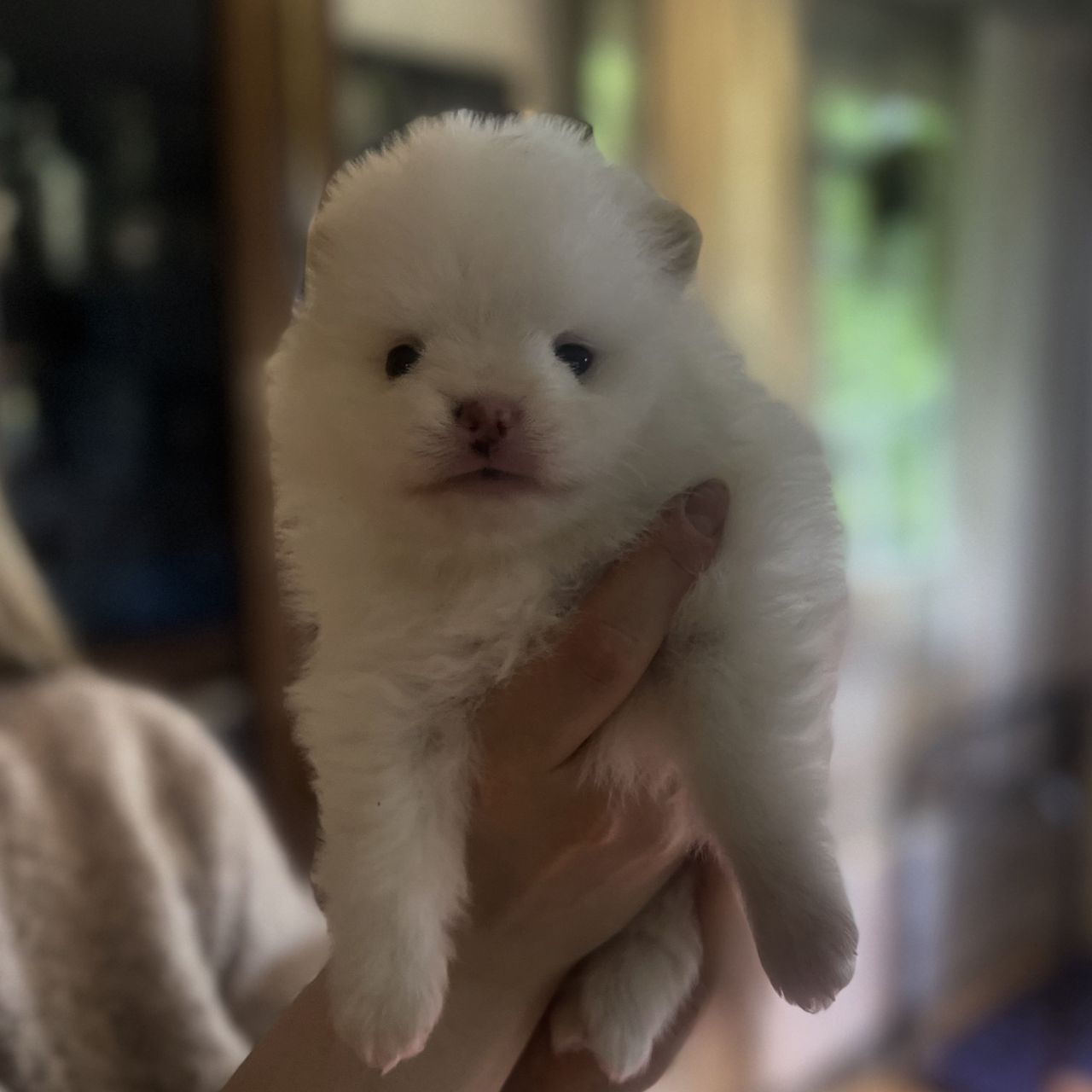 Pomeranian