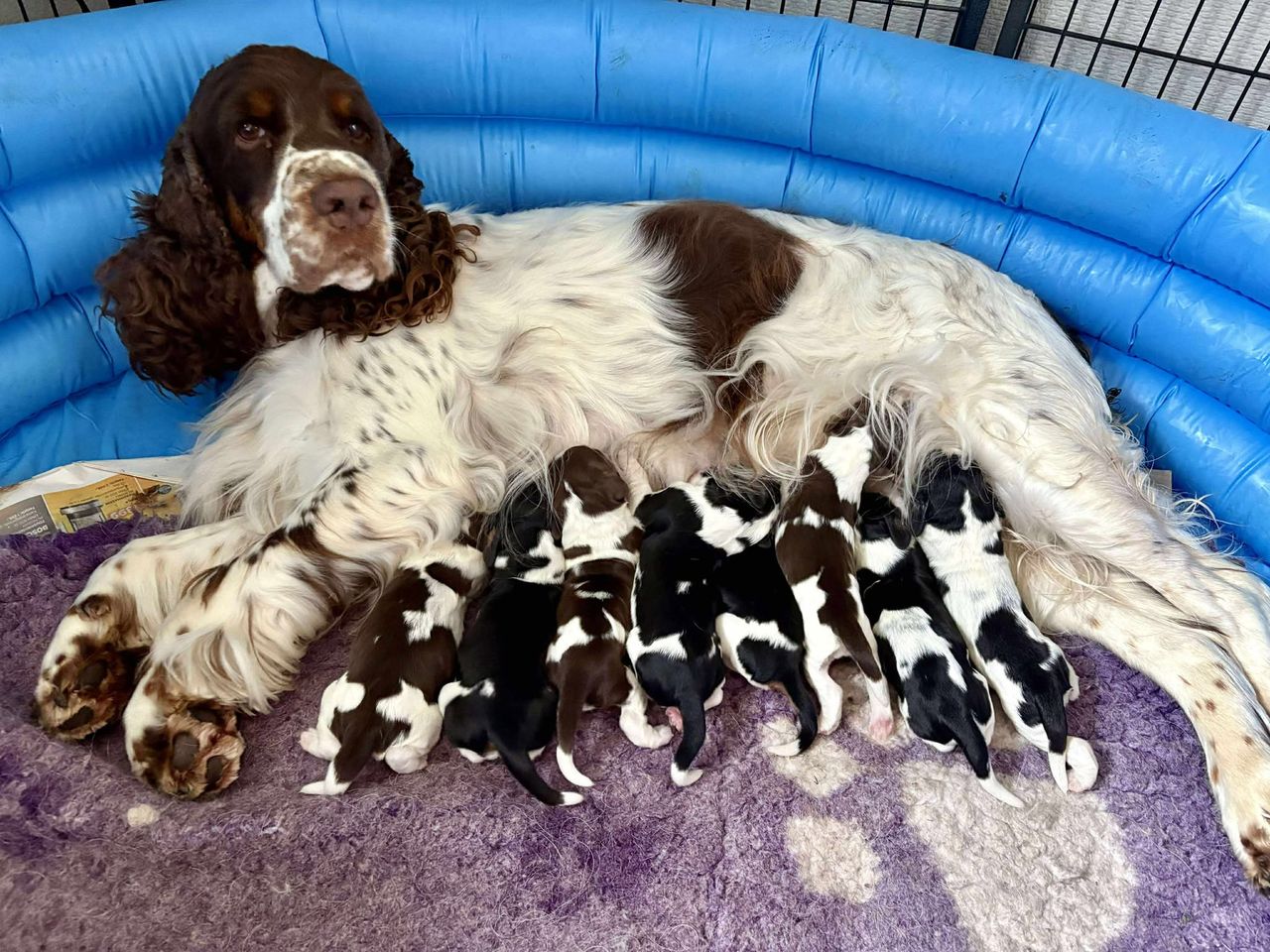 Engelsk springer spaniel